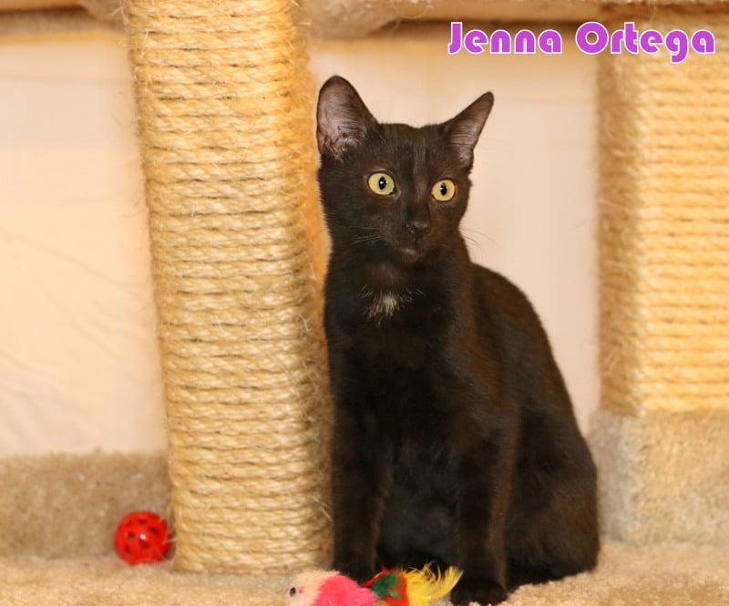 Enlarge Jenna Ortega, a Adoptable Domestic Medium Hair in Houston, TX image 4/6