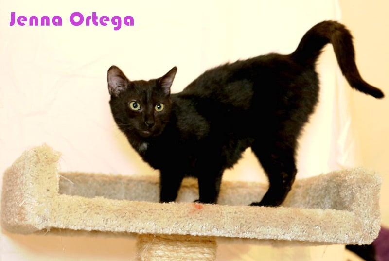 Enlarge Jenna Ortega, a Adoptable Domestic Medium Hair in Houston, TX image 2/6