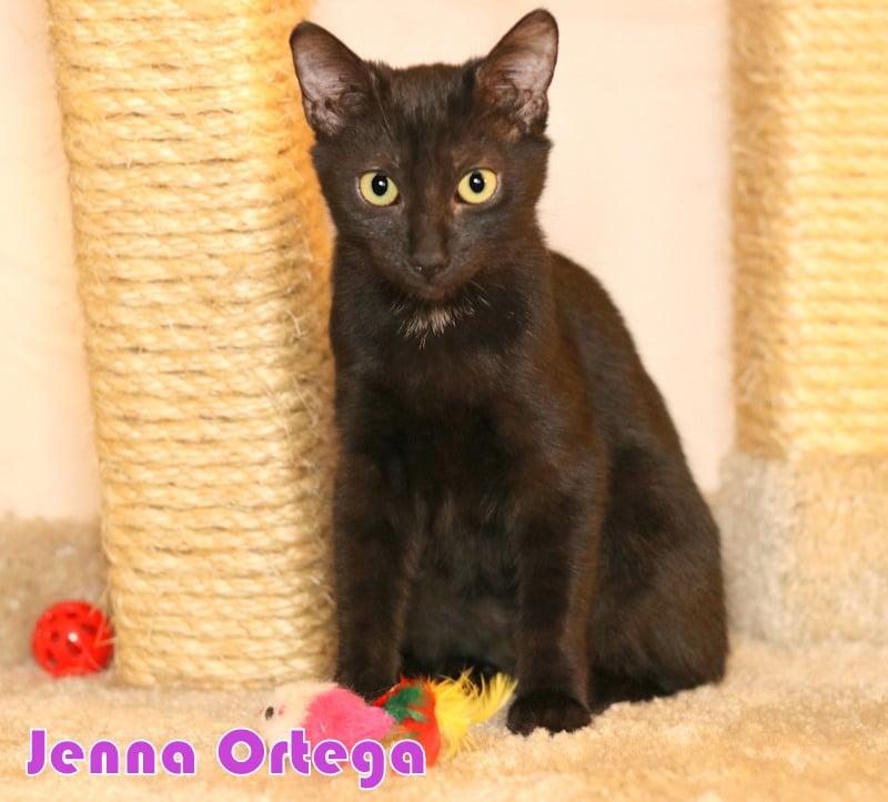 Enlarge Jenna Ortega, a Adoptable Domestic Medium Hair in Houston, TX image 1/6