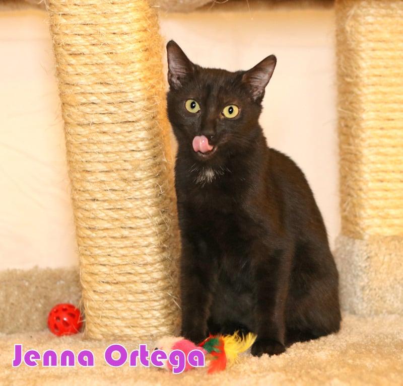 Enlarge Jenna Ortega, a Adoptable Domestic Medium Hair in Houston, TX image 5/6