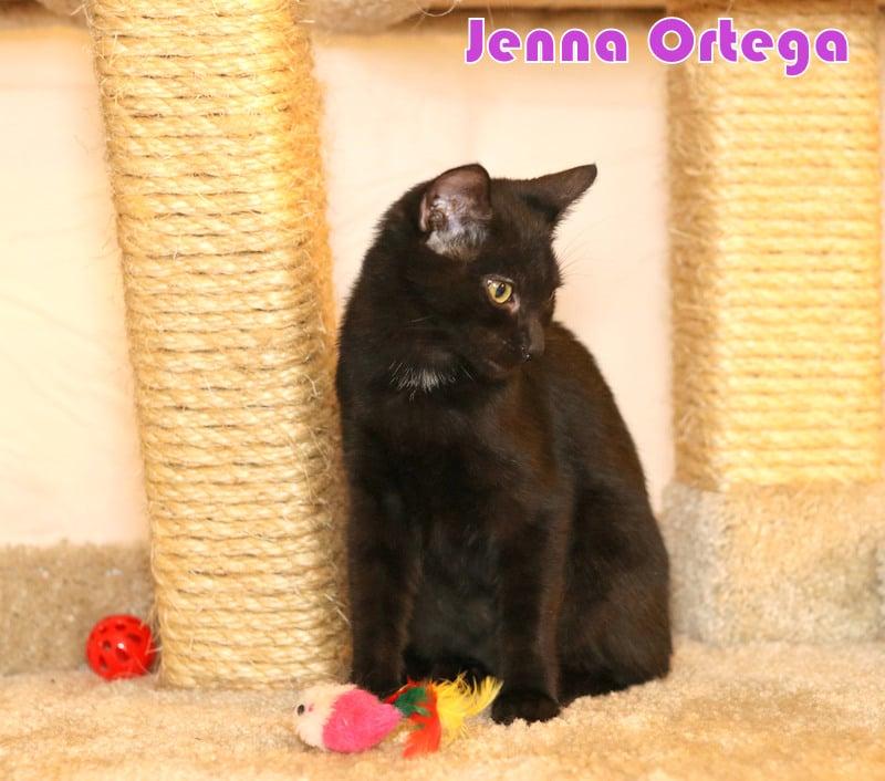 Enlarge Jenna Ortega, a Adoptable Domestic Medium Hair in Houston, TX image 6/6