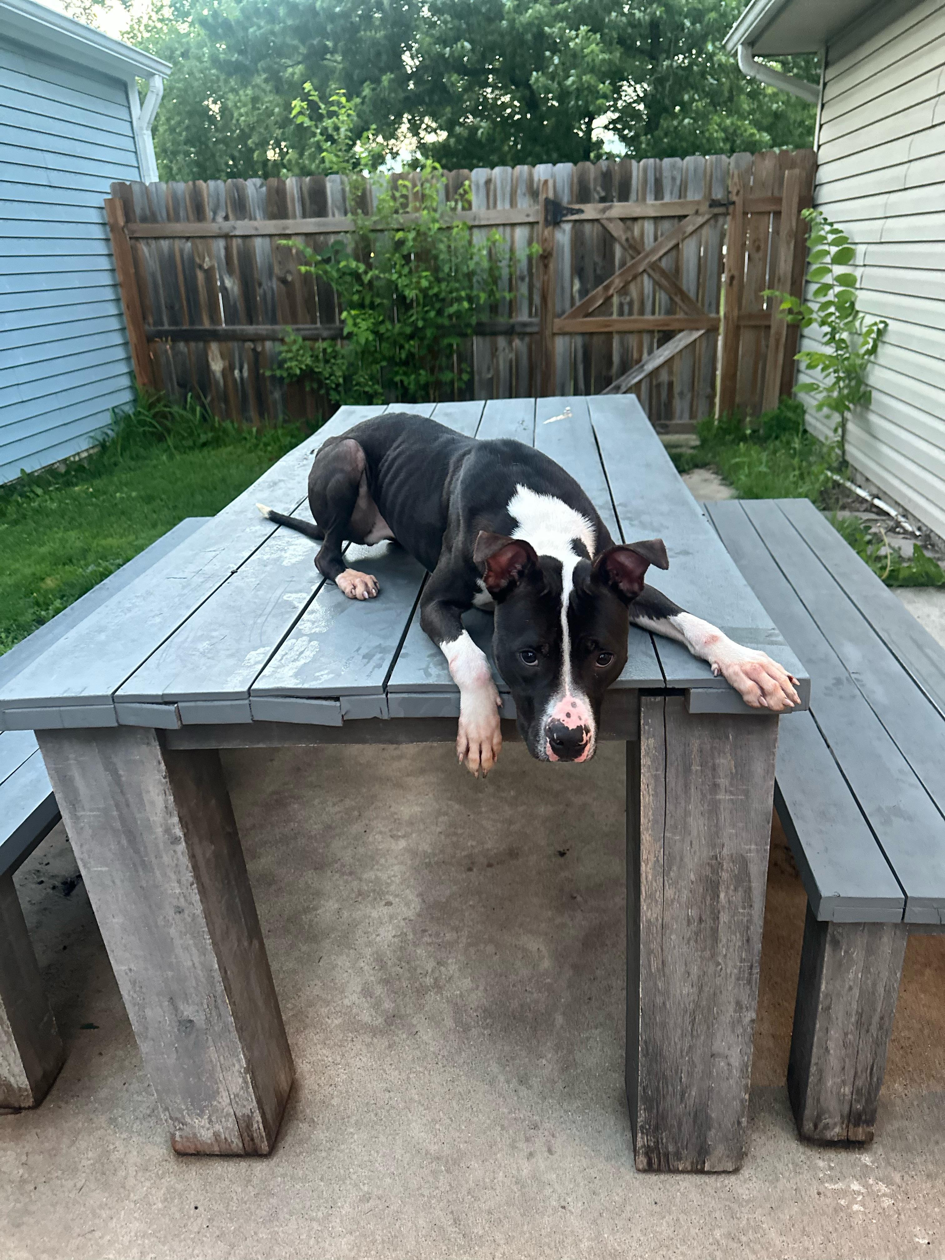 Enlarge Bob, a Adoptable mixed breed in Oswego, IL image 2/6