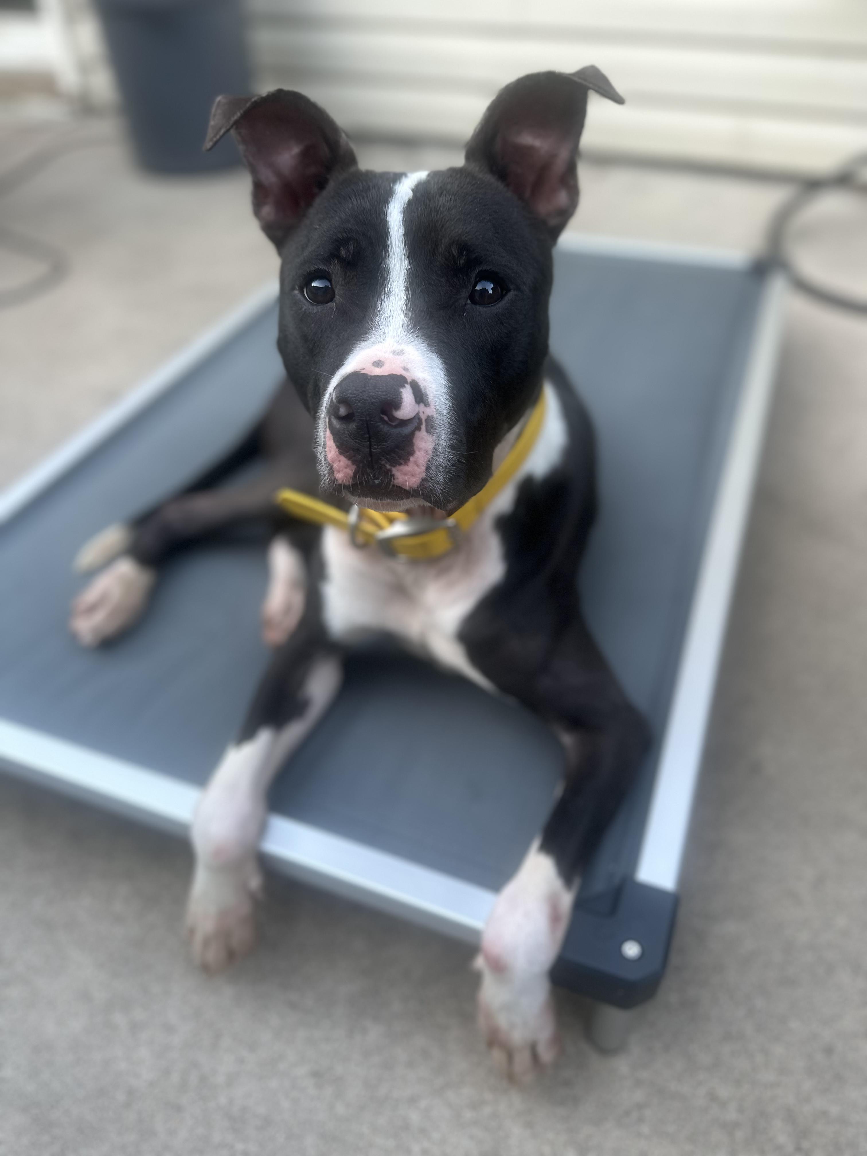 Enlarge Bob, a Adoptable mixed breed in Oswego, IL image 3/6