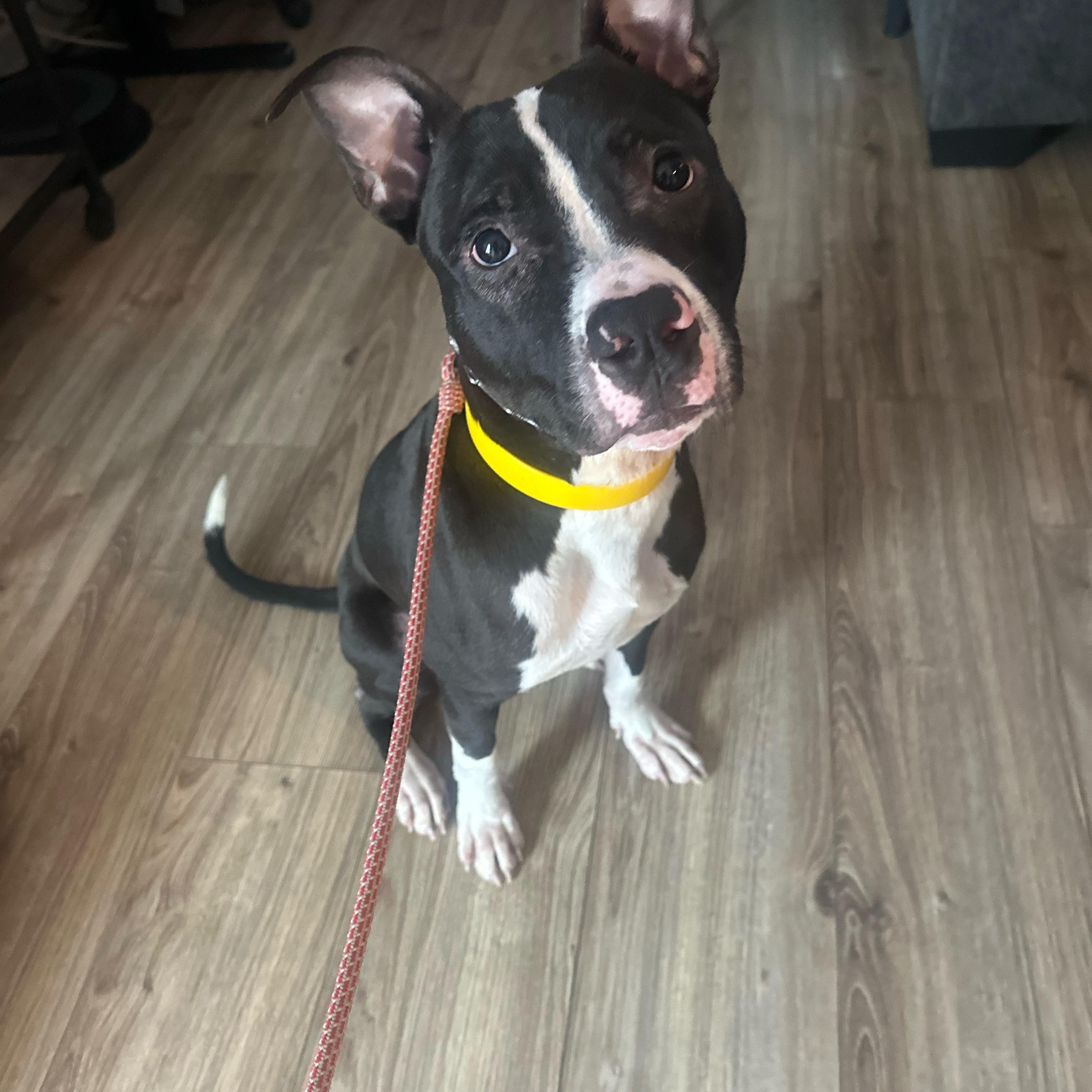 Enlarge Bob, a Adoptable mixed breed in Oswego, IL image 5/6