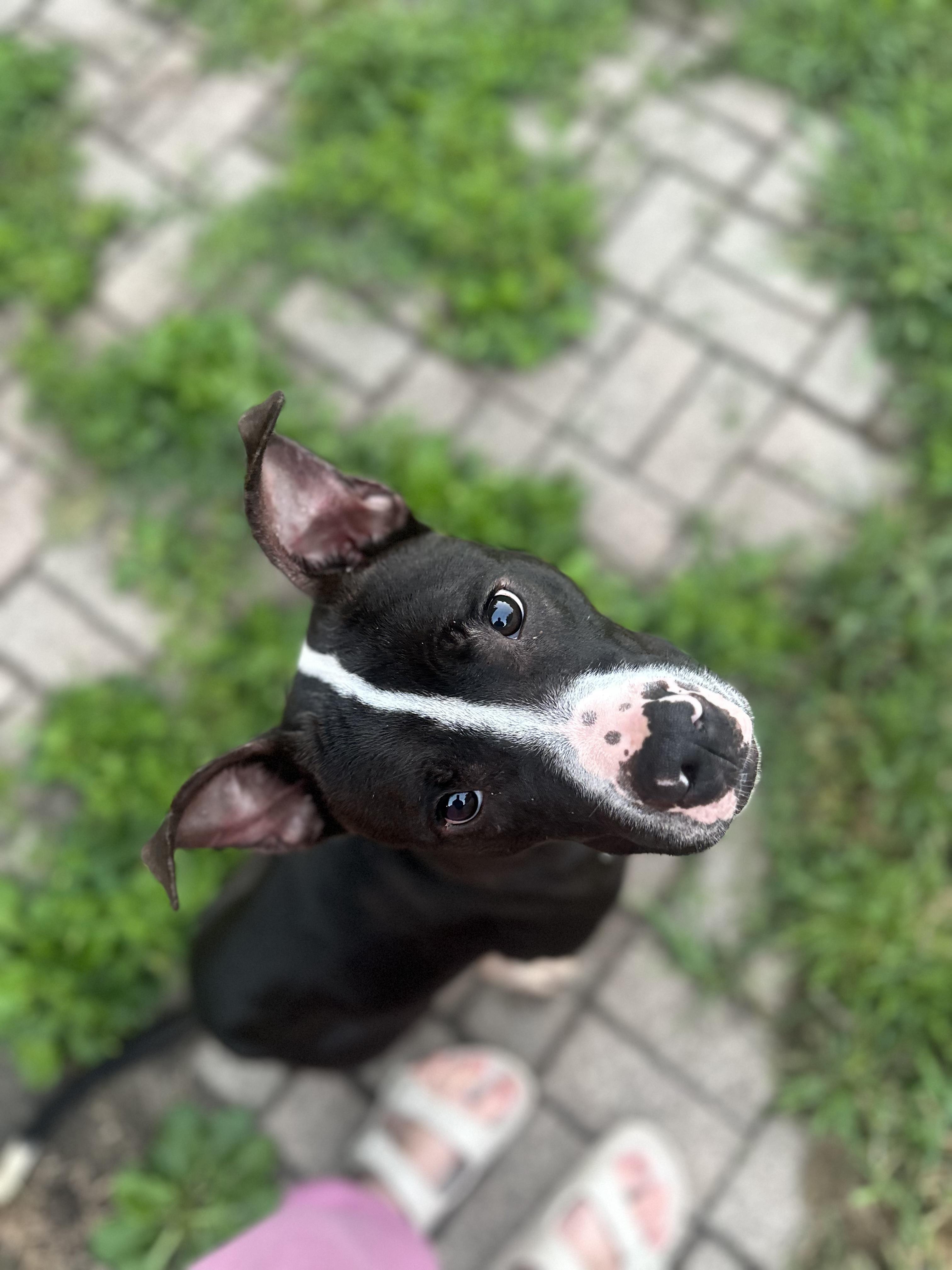 Bob, Adoptable, Young Male Pit Bull Terrier.