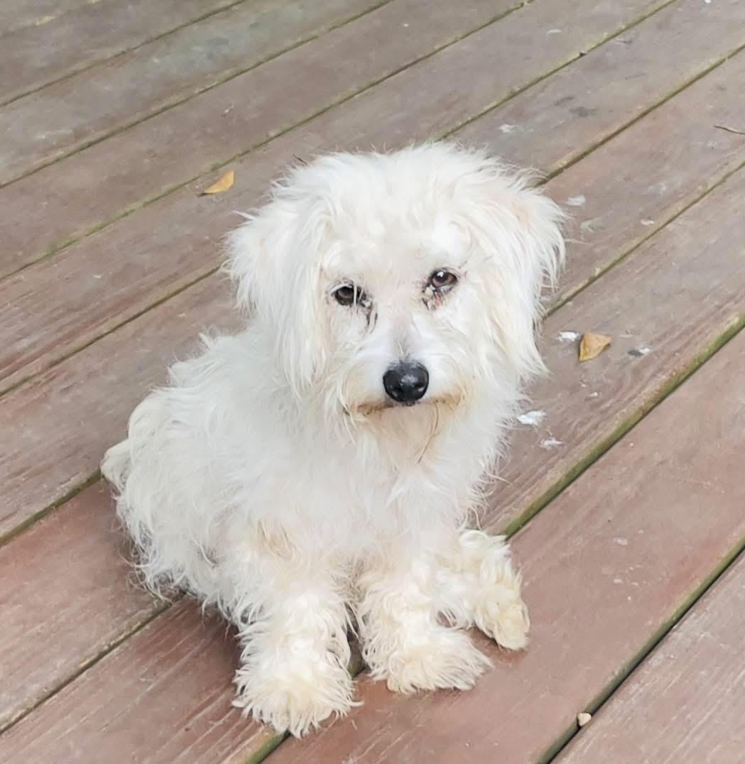 Bennie, Adopted, Young Male Maltese & Dachshund.