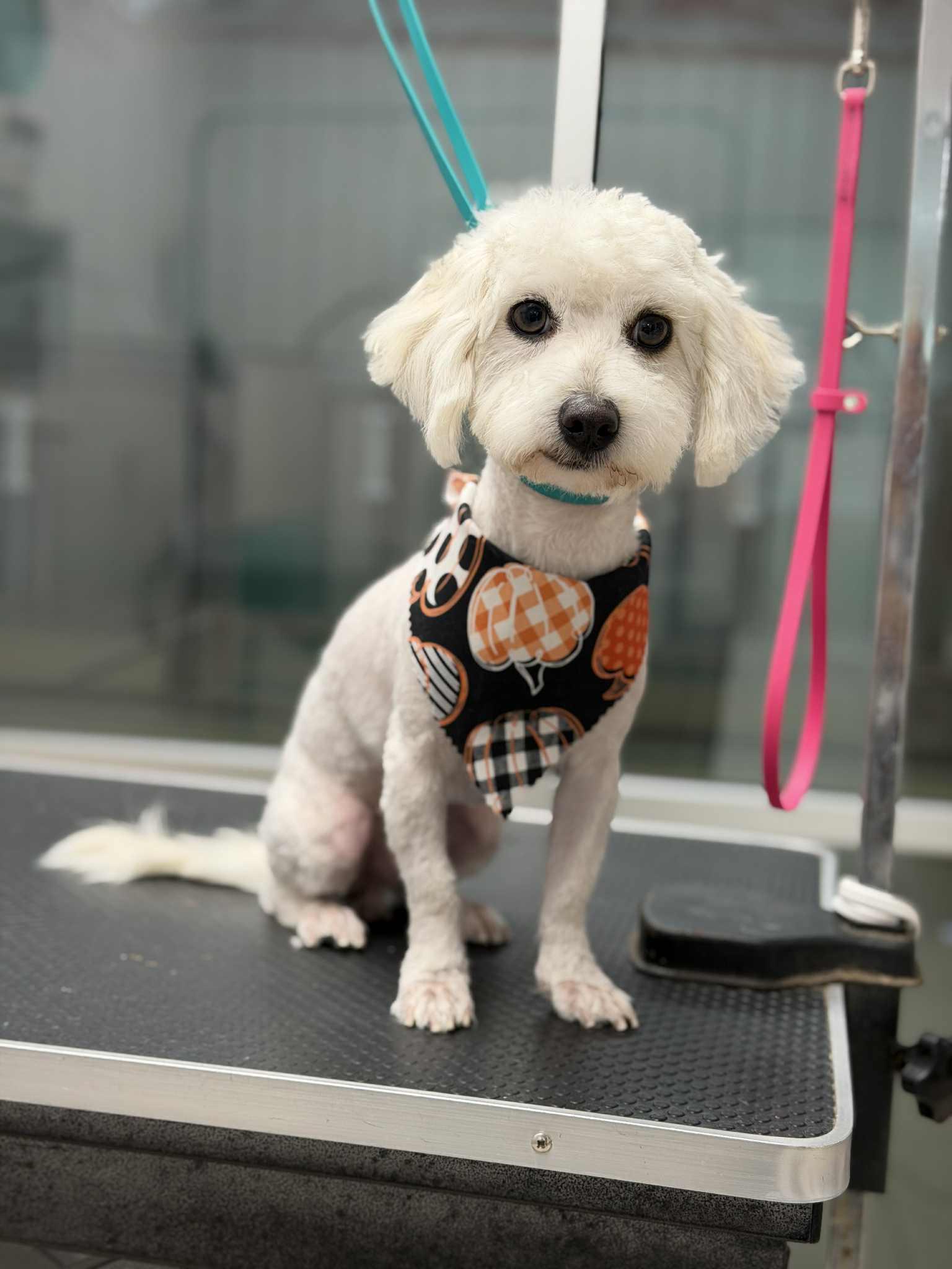 Enlarge Bennie, a Adopted mixed breed in Houston, TX image 6/6