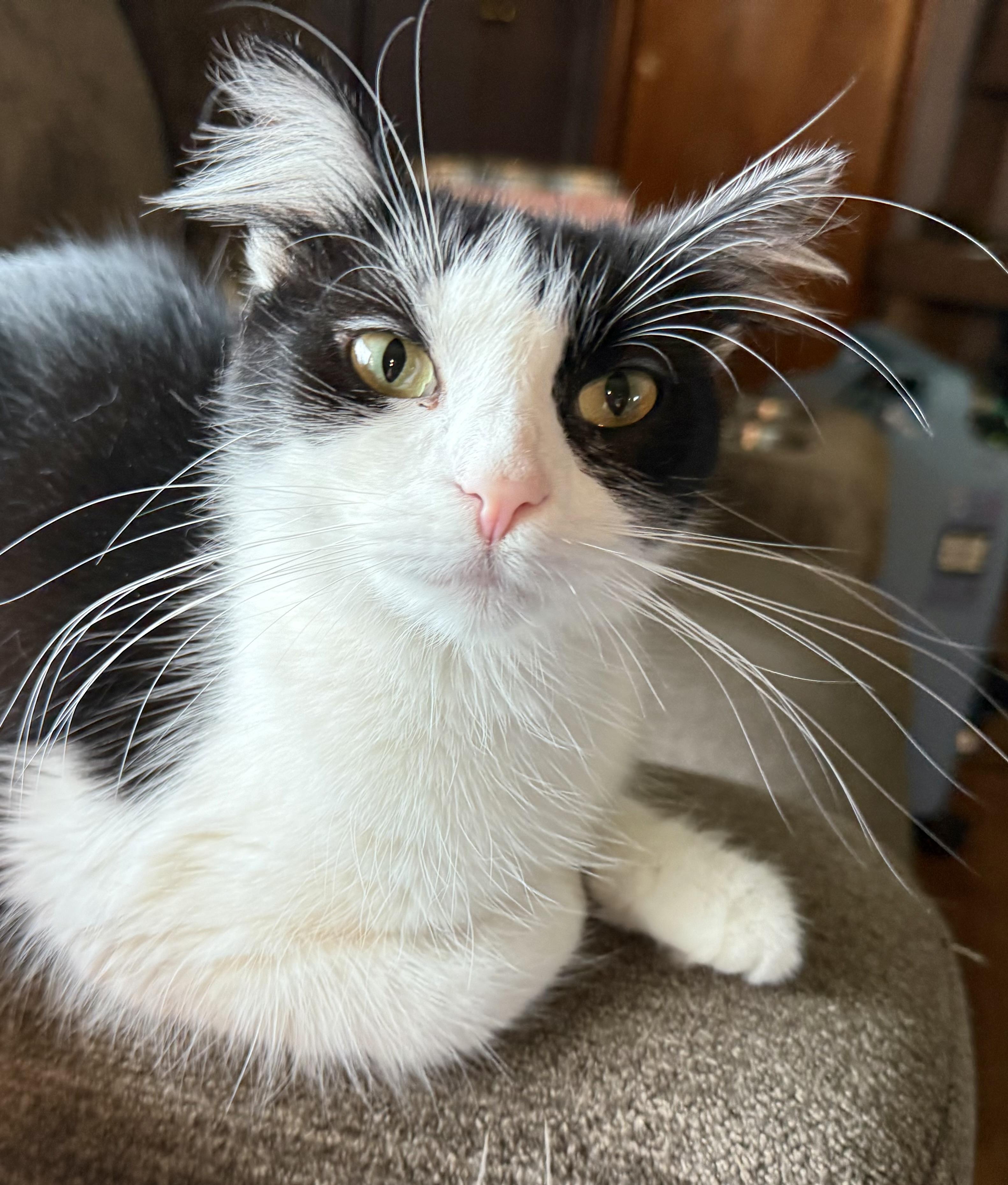 Tsuka, Adoptable, Adult Female Domestic Medium Hair.