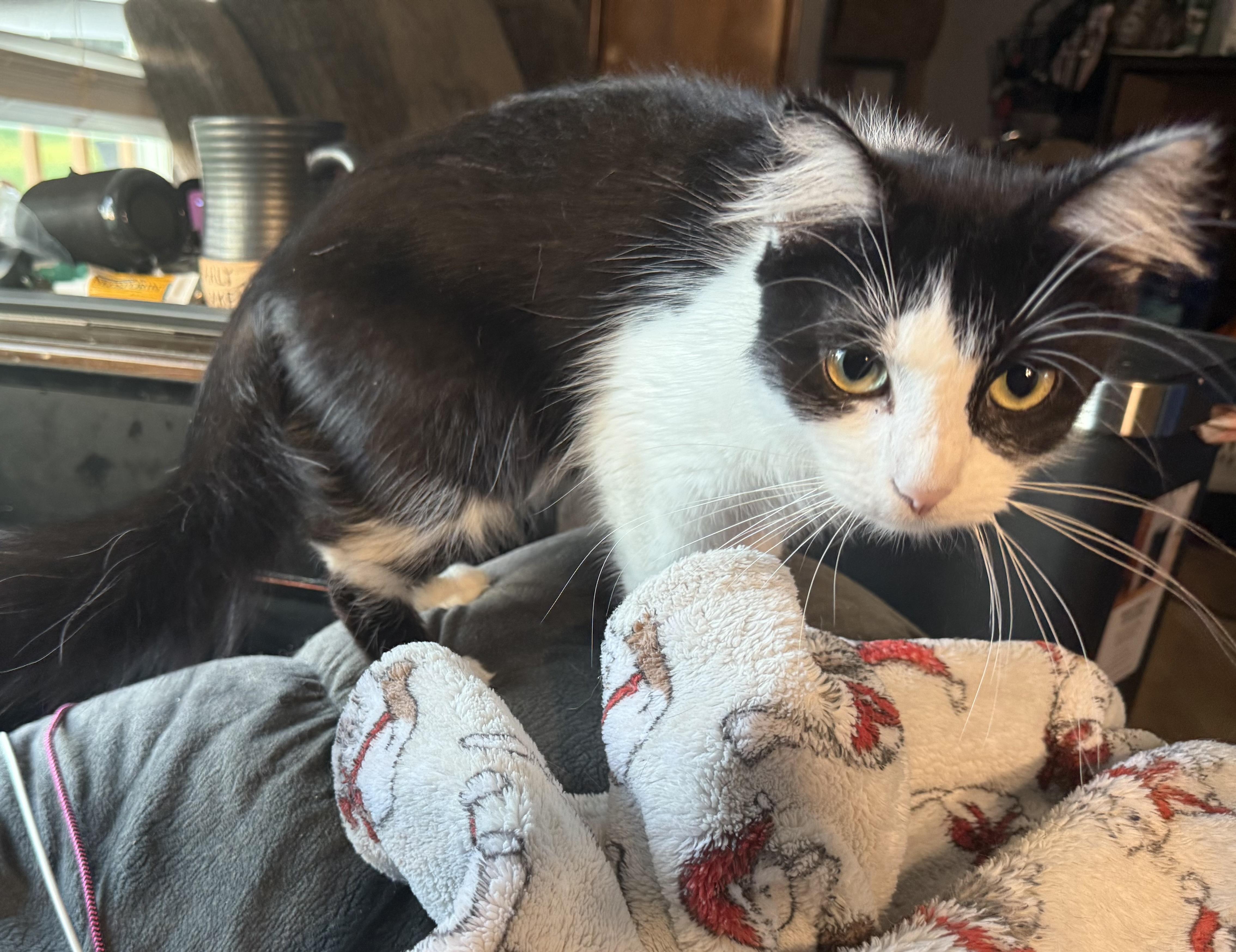 Enlarge Tsuka, a Adoptable Domestic Medium Hair in Franklin, OH image 2/3