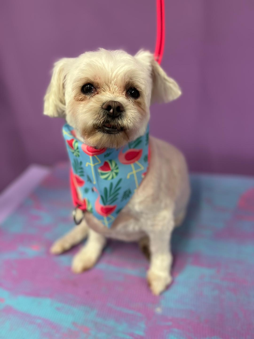 Dolly - Courtesy Post, Senior Female unknown