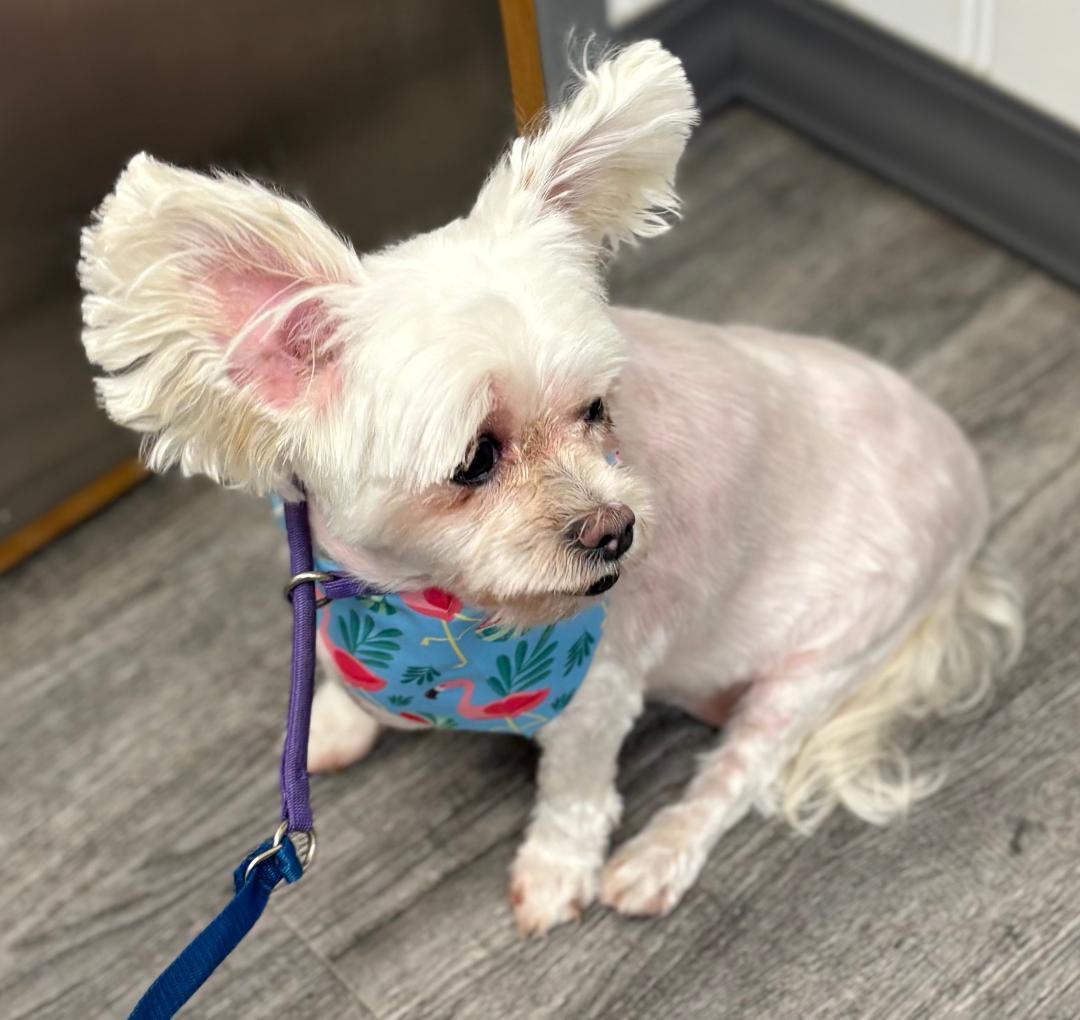 Dolly - Courtesy Post photo 2
