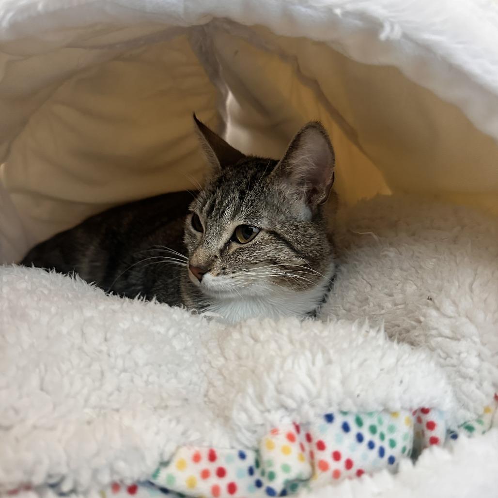 Ripley in Foster, ADOPTABLE, Adult Female Domestic Short Hair.