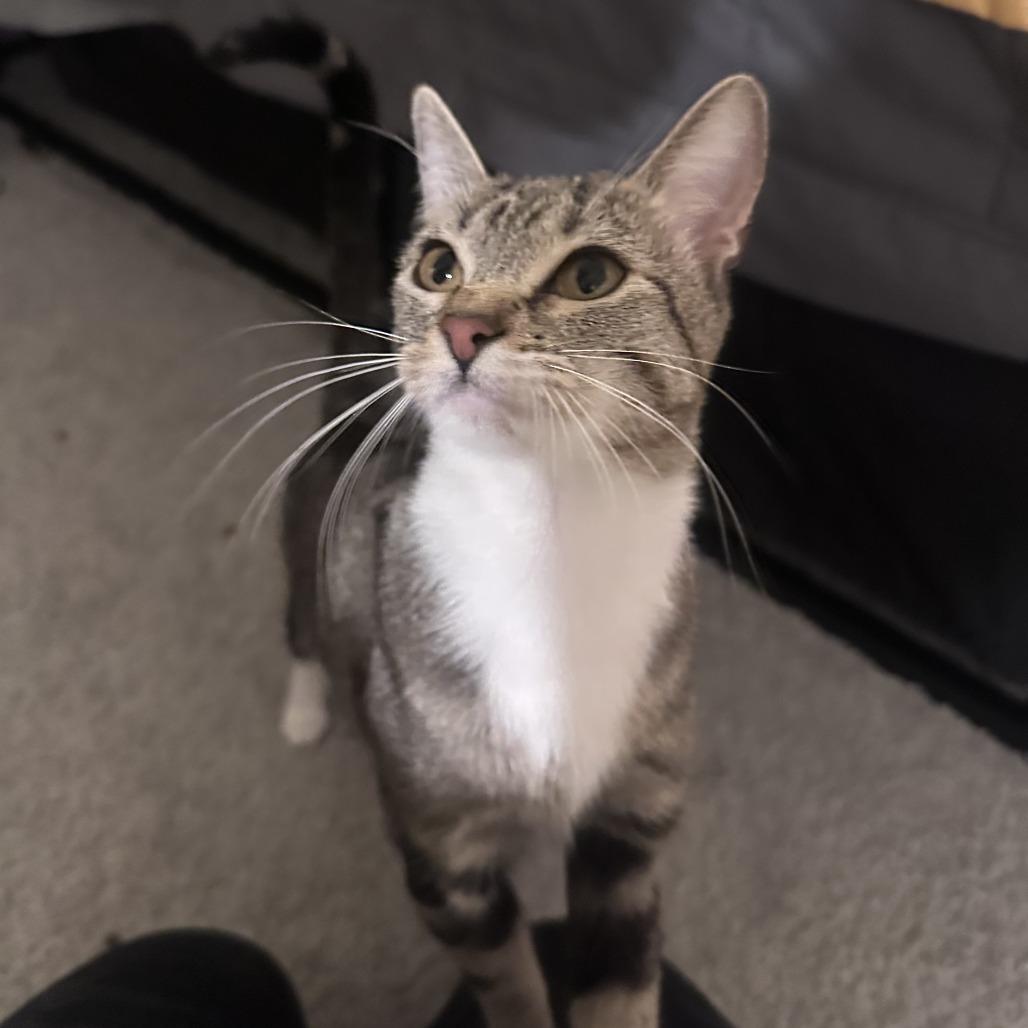 Enlarge Ripley in Foster, a ADOPTABLE Domestic Short Hair in Las Vegas, NV image 2/2