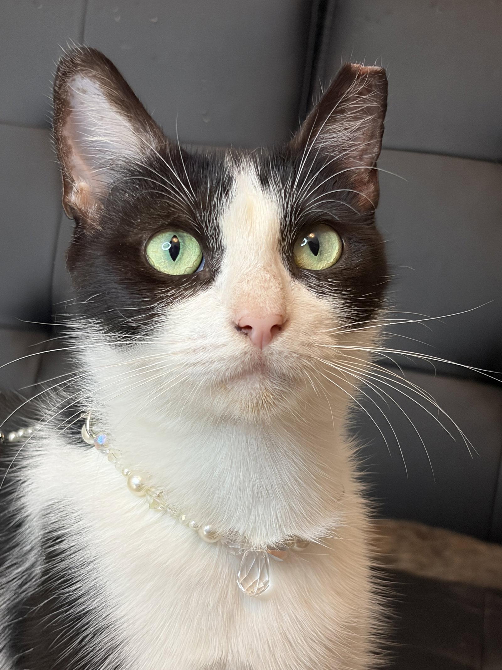 Maddie, Adoptable, Young Female Domestic Short Hair.