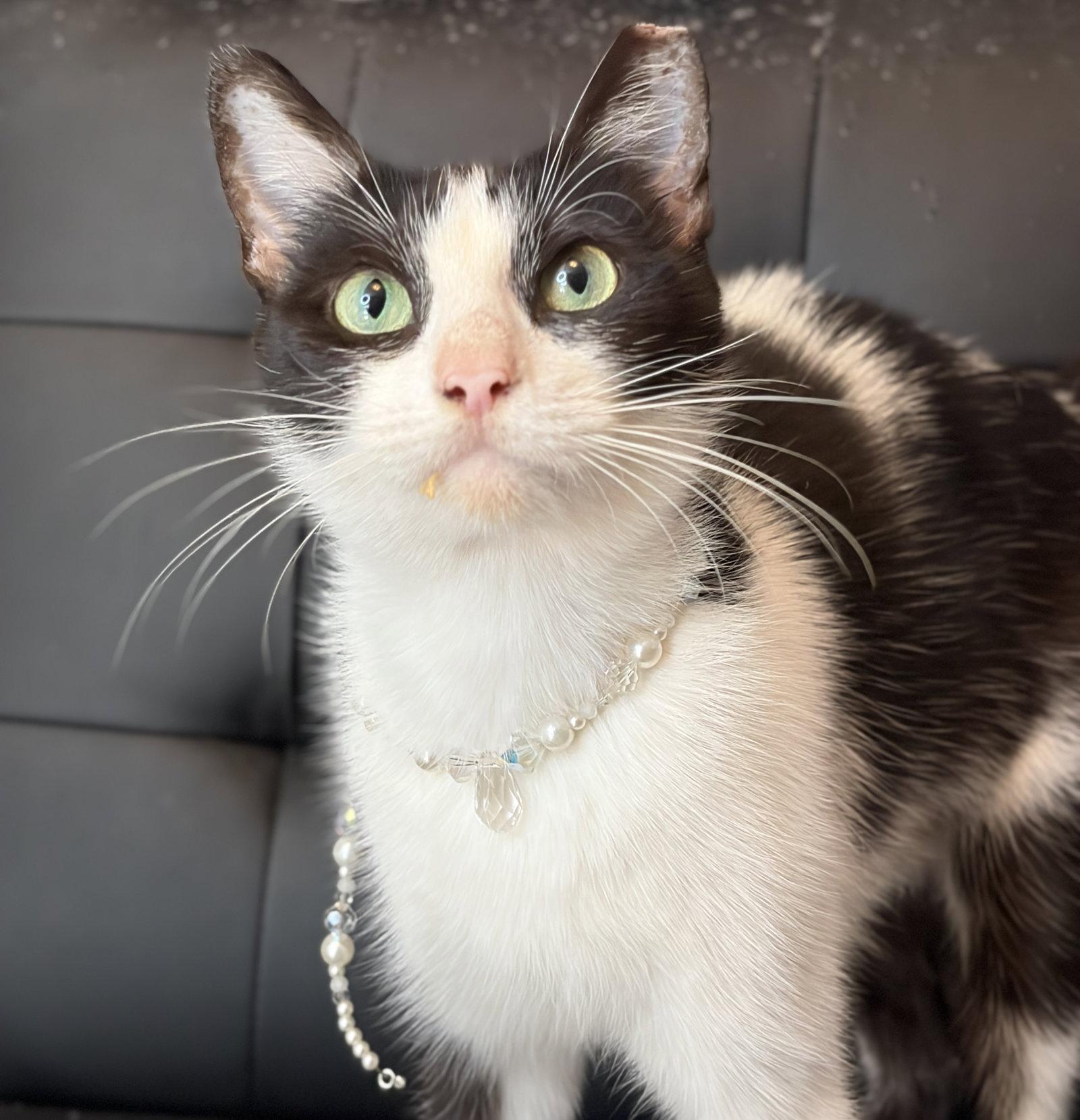Maddie, a Adoptable Domestic Short Hair in Houston, TX image 2/3
