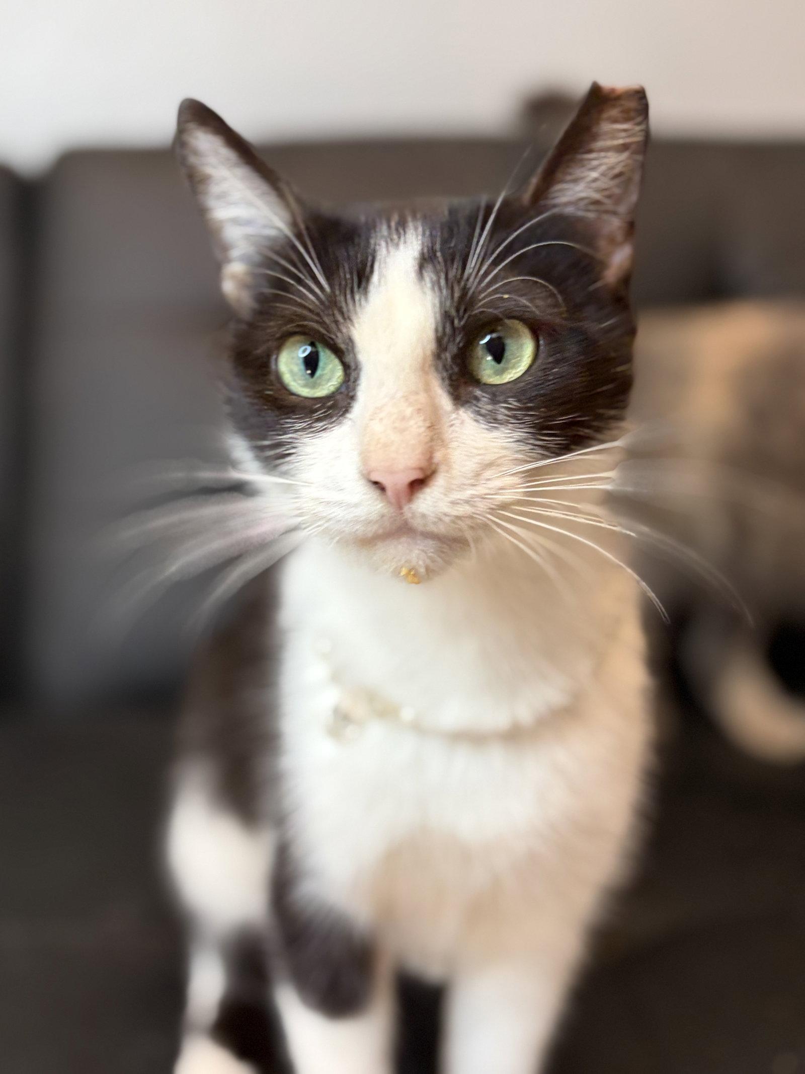 Maddie, a Adoptable Domestic Short Hair in Houston, TX image 3/3