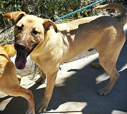 The Golden Boys - Frisco & Gillian, Adoptable, Young Male German Shepherd Dog & Labrador Retriever.