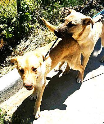 Enlarge The Golden Boys - Frisco & Gillian, a Adoptable mixed breed in Fallbrook, CA image 2/3