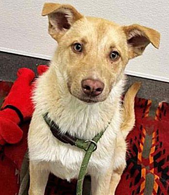 Enlarge The Golden Boys - Frisco & Gillian, a Adoptable mixed breed in Fallbrook, CA image 3/3