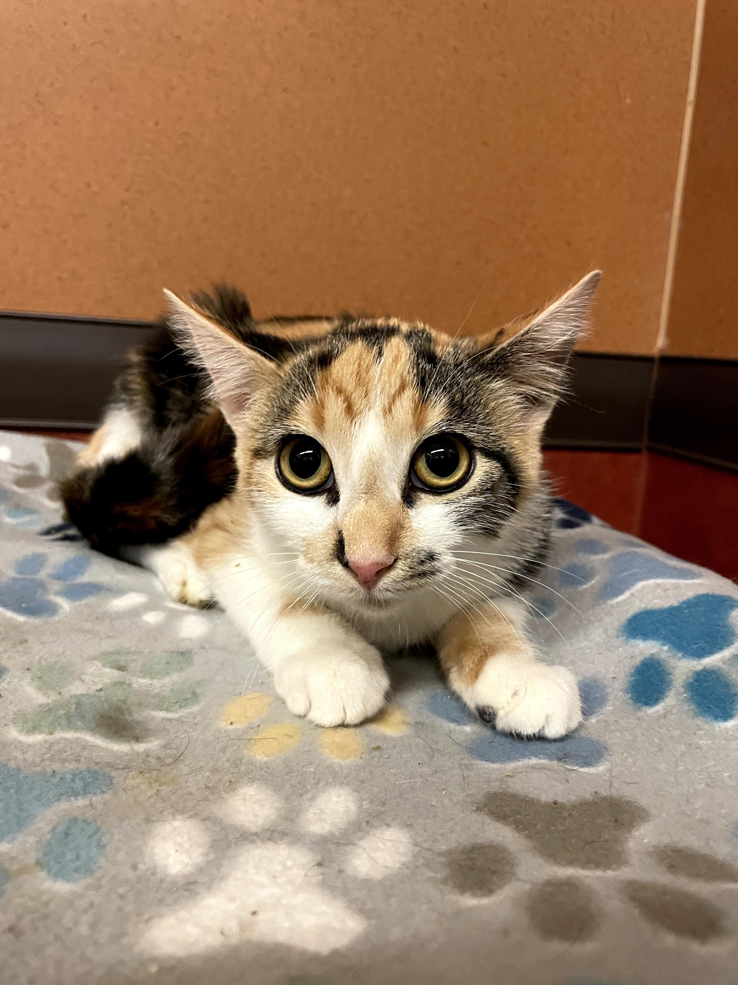 Kelly, Adoptable, Kitten Female Domestic Medium Hair.