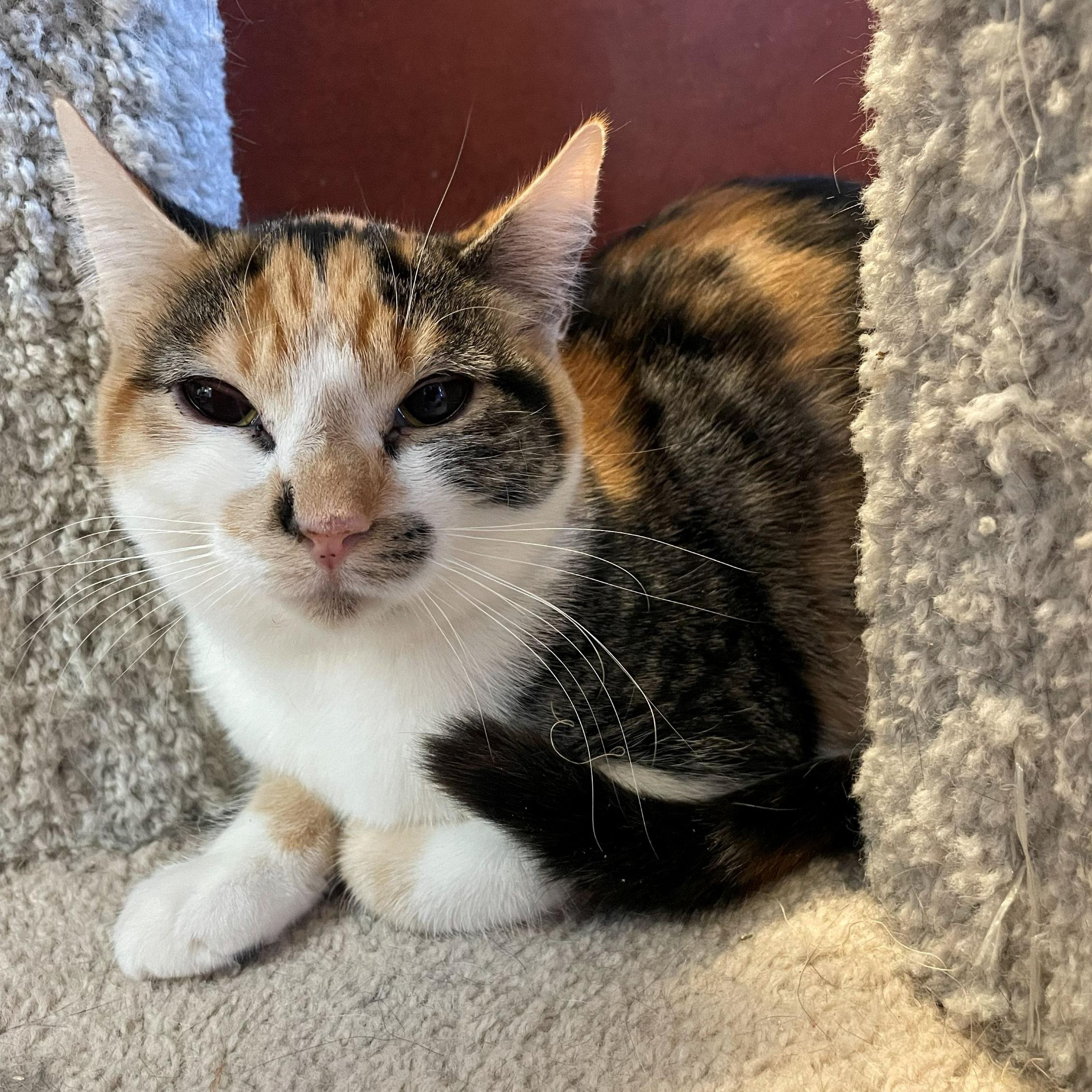 Kelly, Adoptable, Young Female Domestic Short Hair.