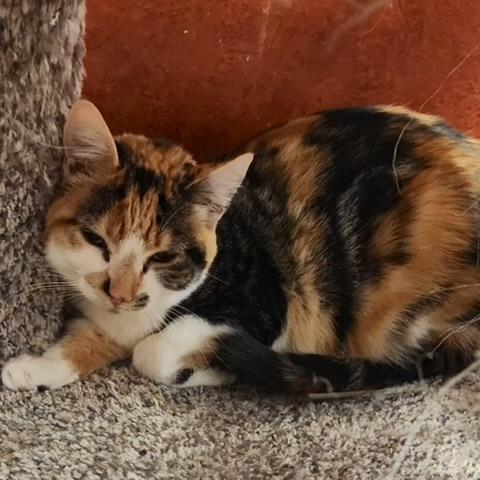 Kelly, Adoptable, Kitten Female Domestic Medium Hair.