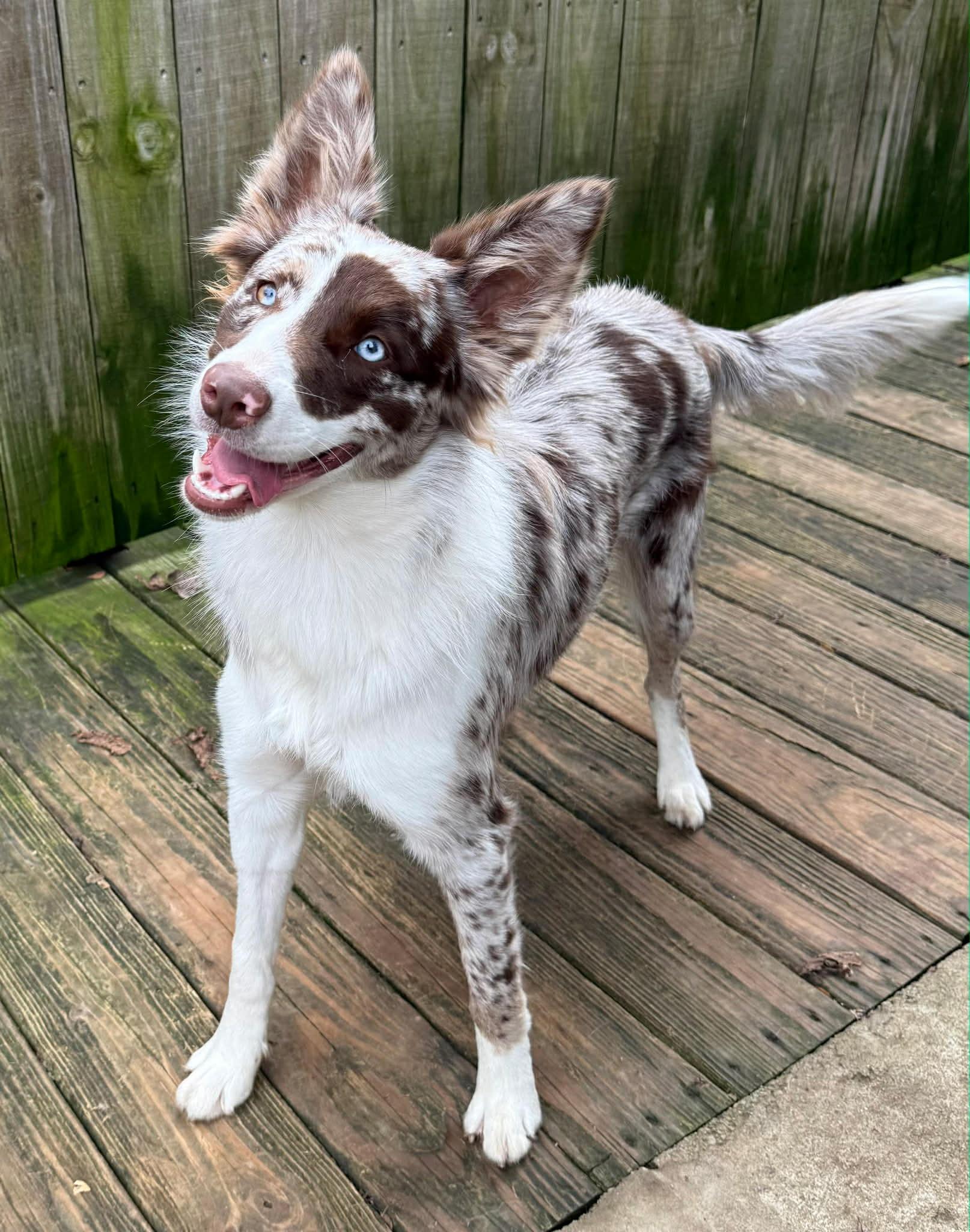 Kate-Foster Home Needed