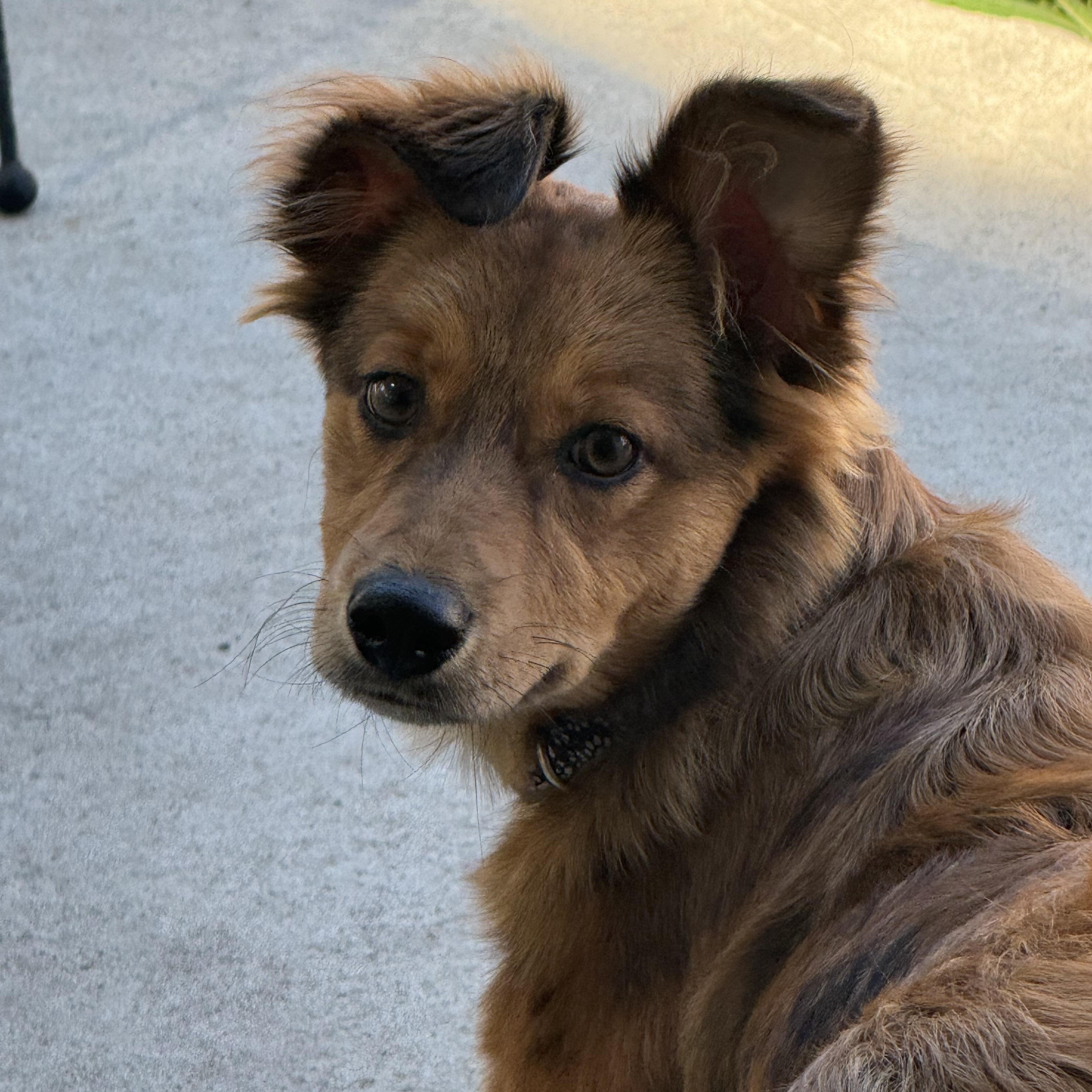 Hope, adopted, Young Female Australian Shepherd & Shetland Sheepdog / Sheltie.