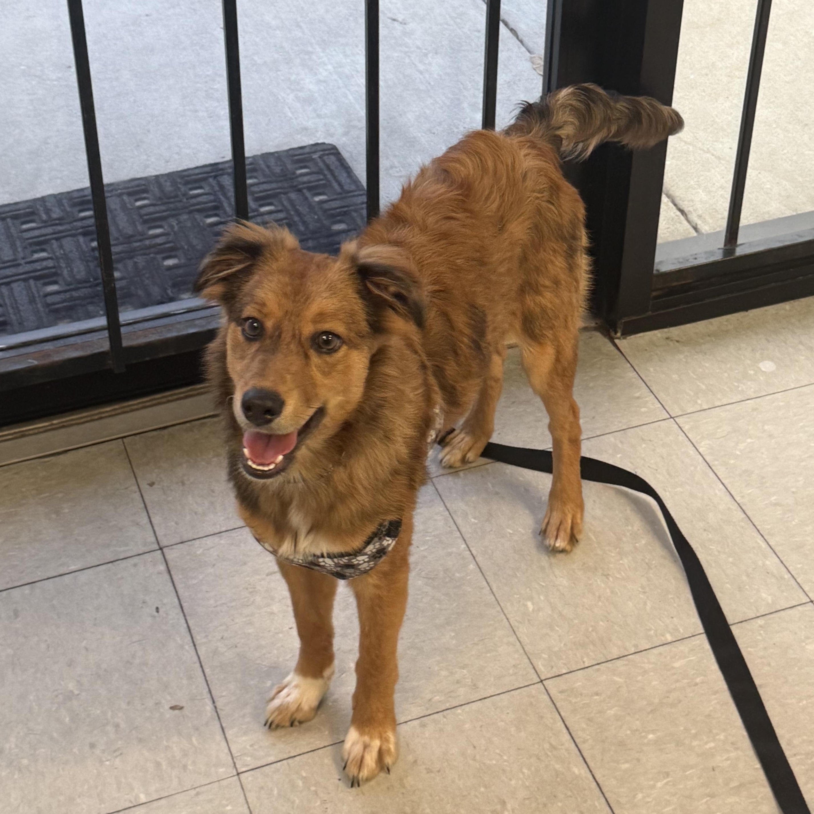 Enlarge Hope, an adopted mixed breed in Houston, TX image 4/5