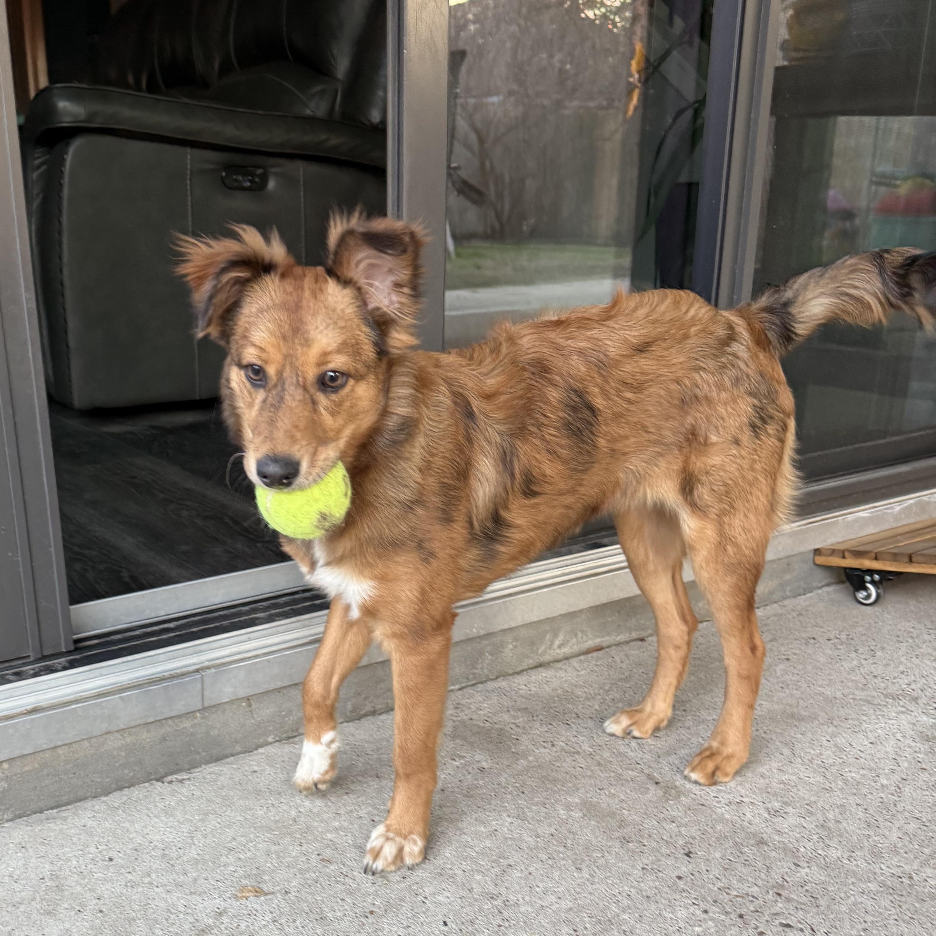 Enlarge Hope, an adopted mixed breed in Houston, TX image 3/5