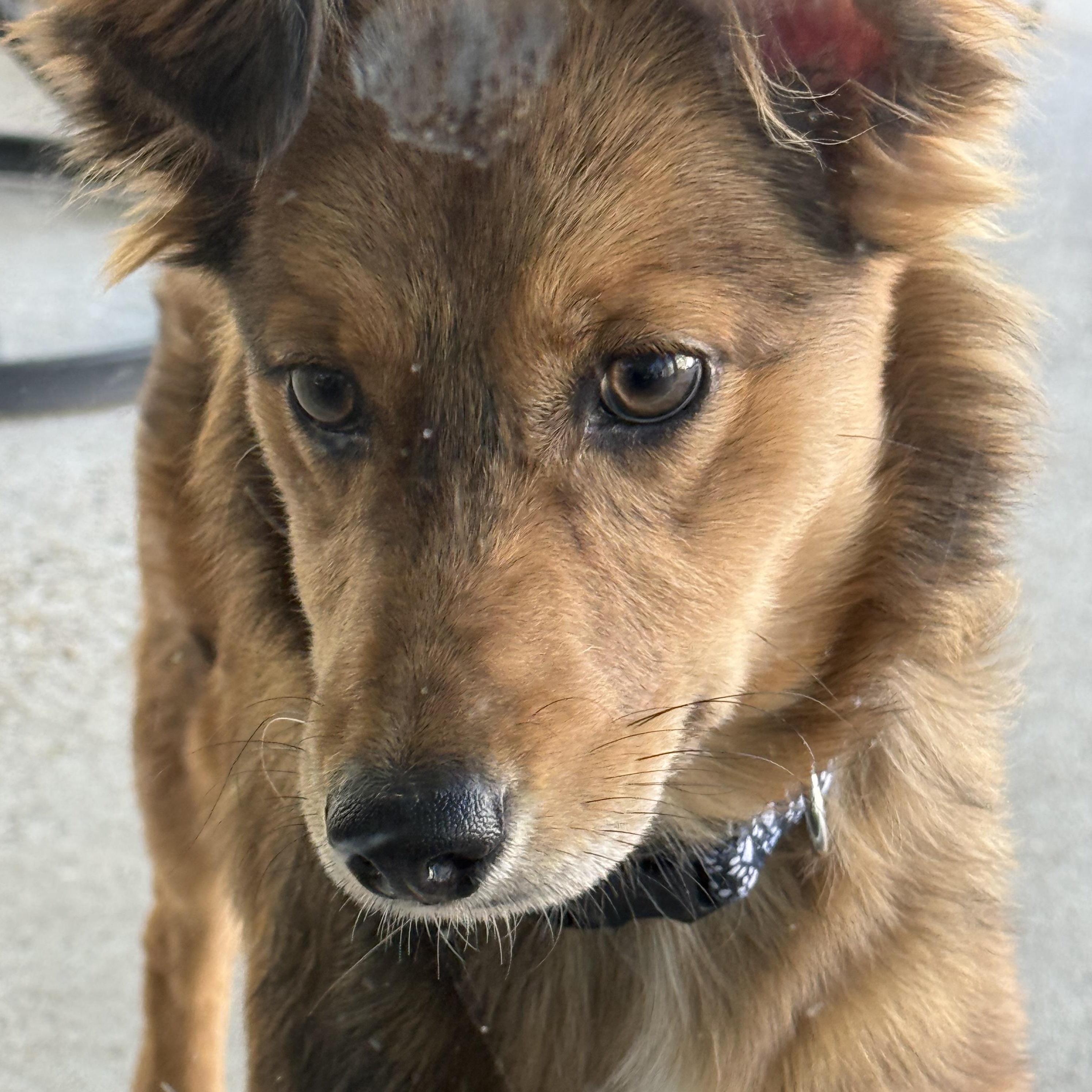 Enlarge Hope, an adopted mixed breed in Houston, TX image 2/5