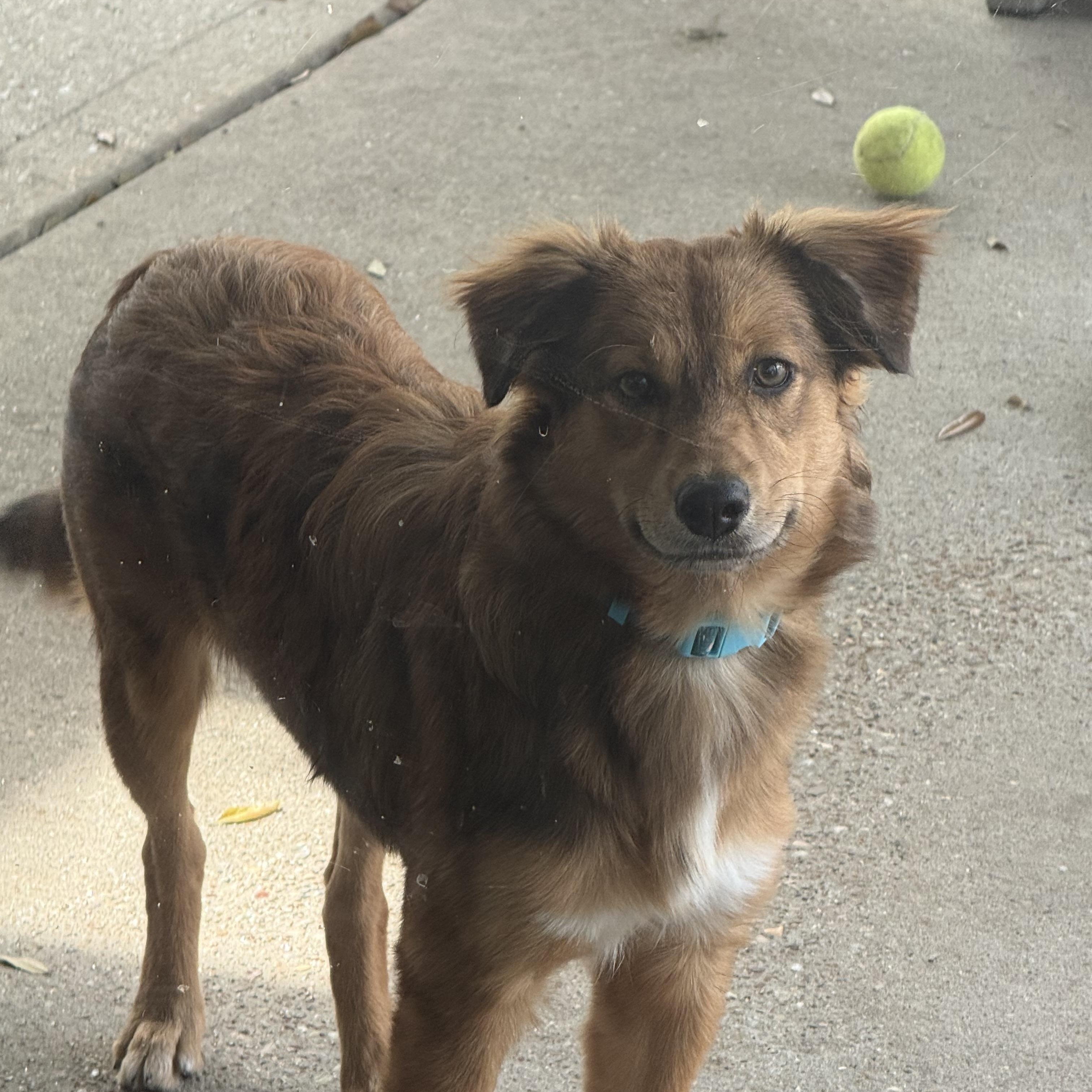 Enlarge Hope, an adopted mixed breed in Houston, TX image 5/5