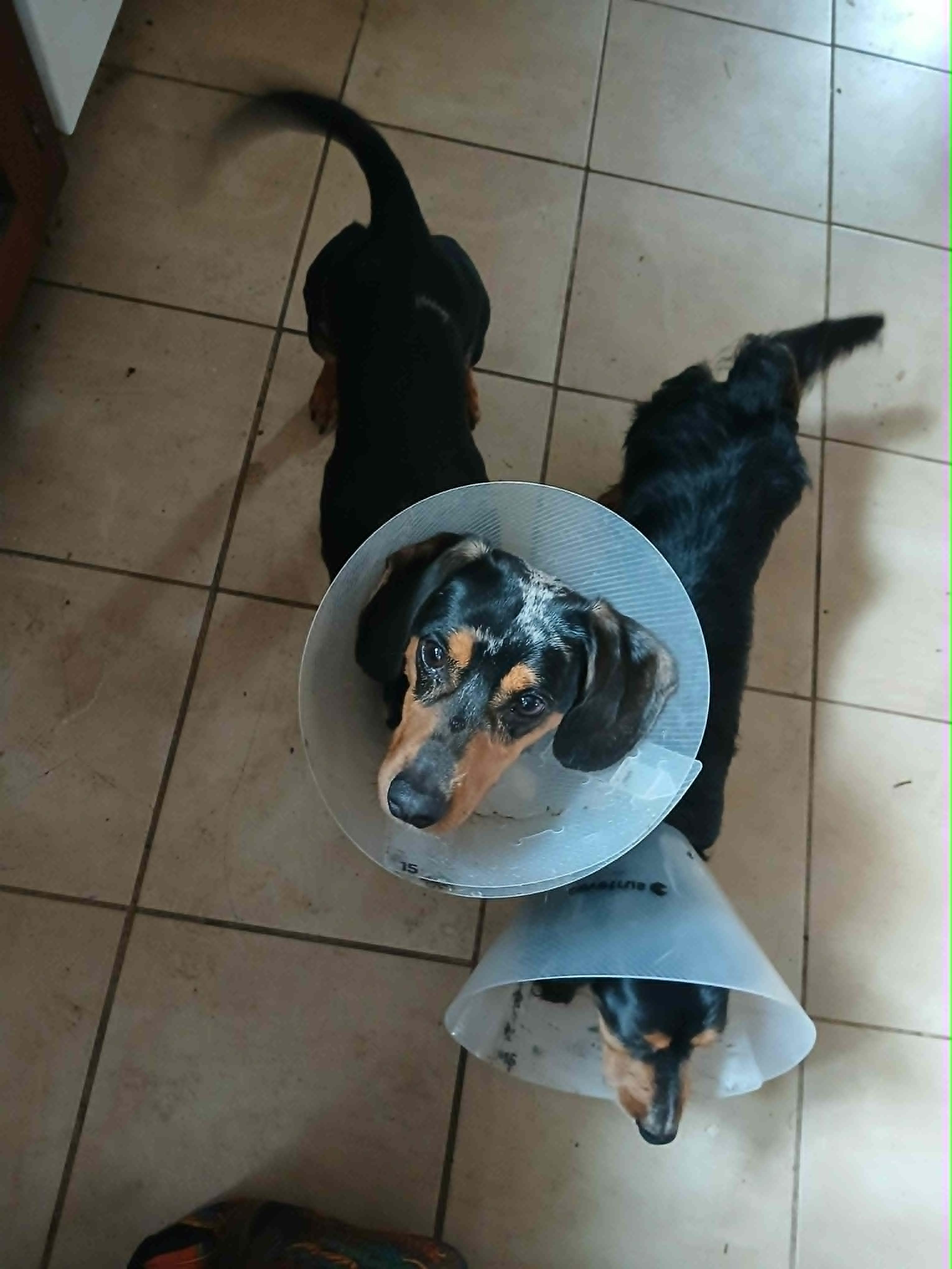 Enlarge Leo, a ADOPTABLE Dachshund in Vernon, CT image 2/6