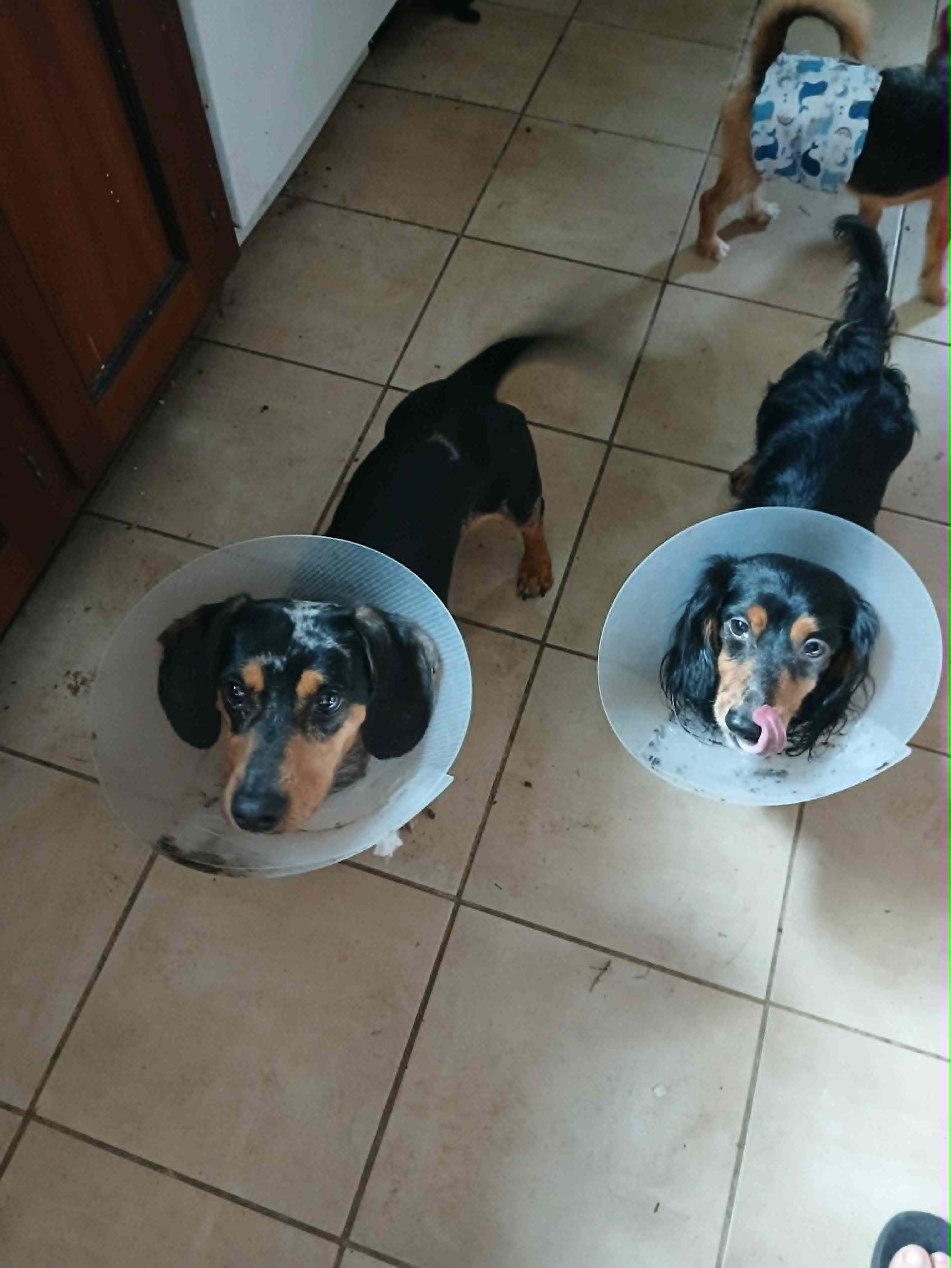 Enlarge Leo, a ADOPTABLE Dachshund in Vernon, CT image 3/6
