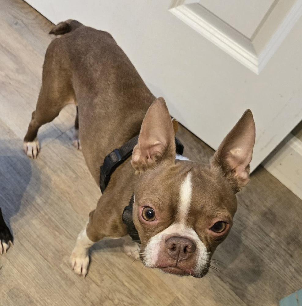 Kenny, Adopted, Adult Male Boston Terrier.