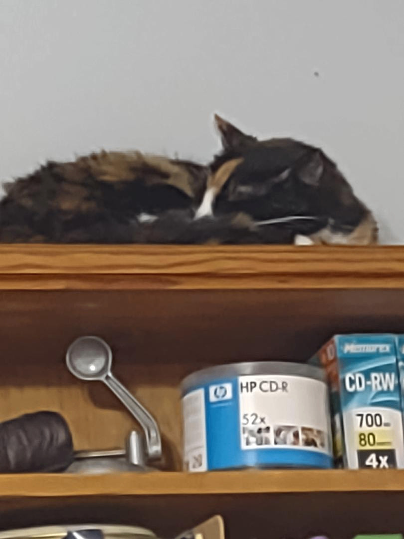 Pretty, a Adoptable mixed breed in Simms, TX image 1/2