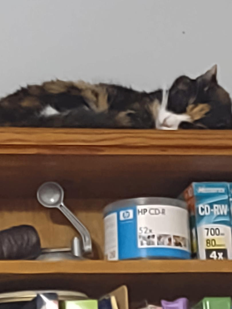 Pretty, a Adoptable mixed breed in Simms, TX image 2/2