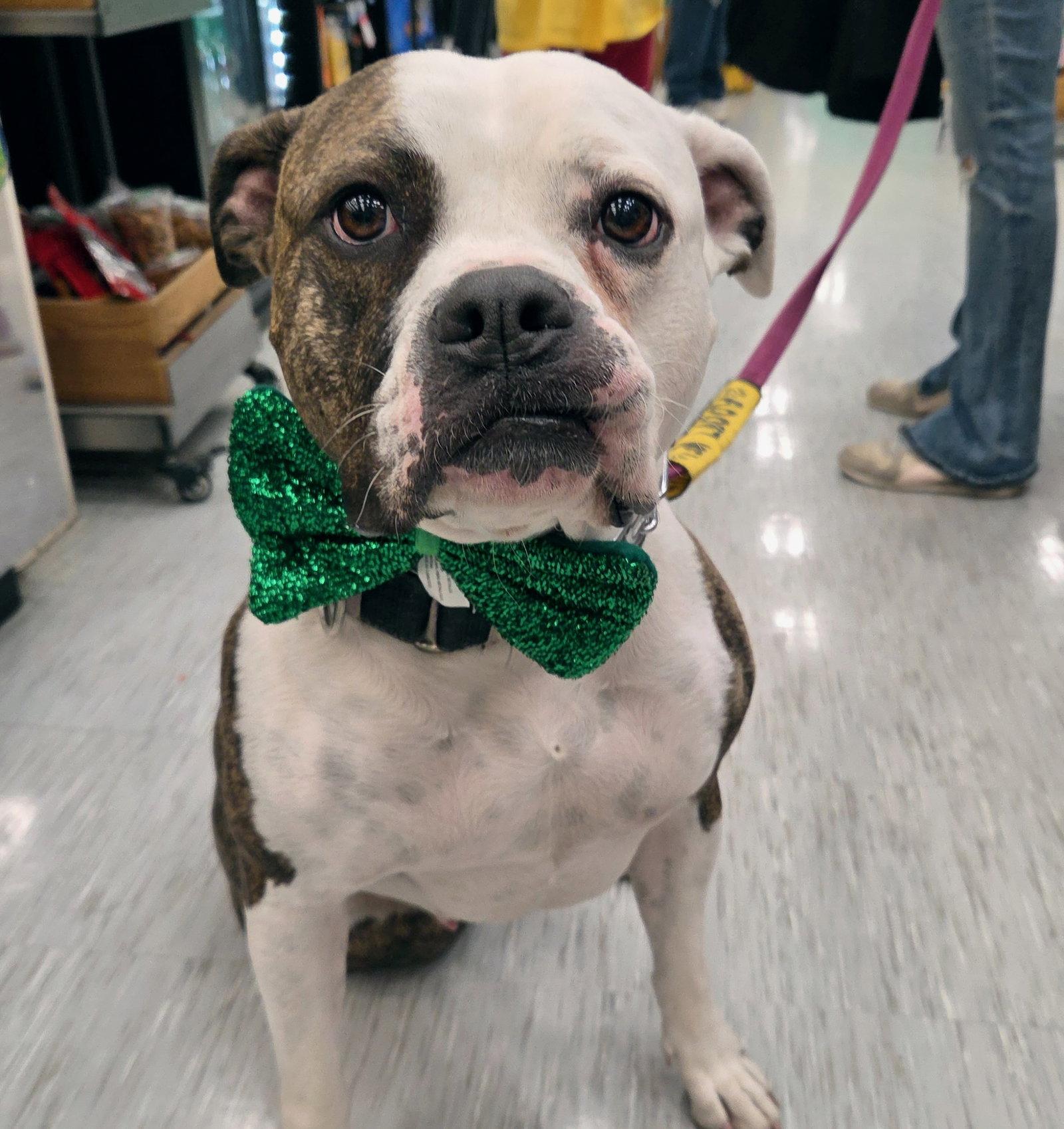 Dalilah, Adoptable, Adult Female Boxer & Pit Bull Terrier.