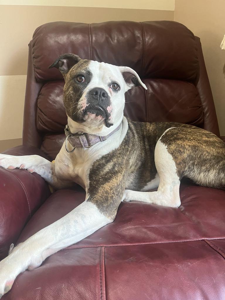 Dalilah, Adoptable, Adult Female Boxer & Pit Bull Terrier.