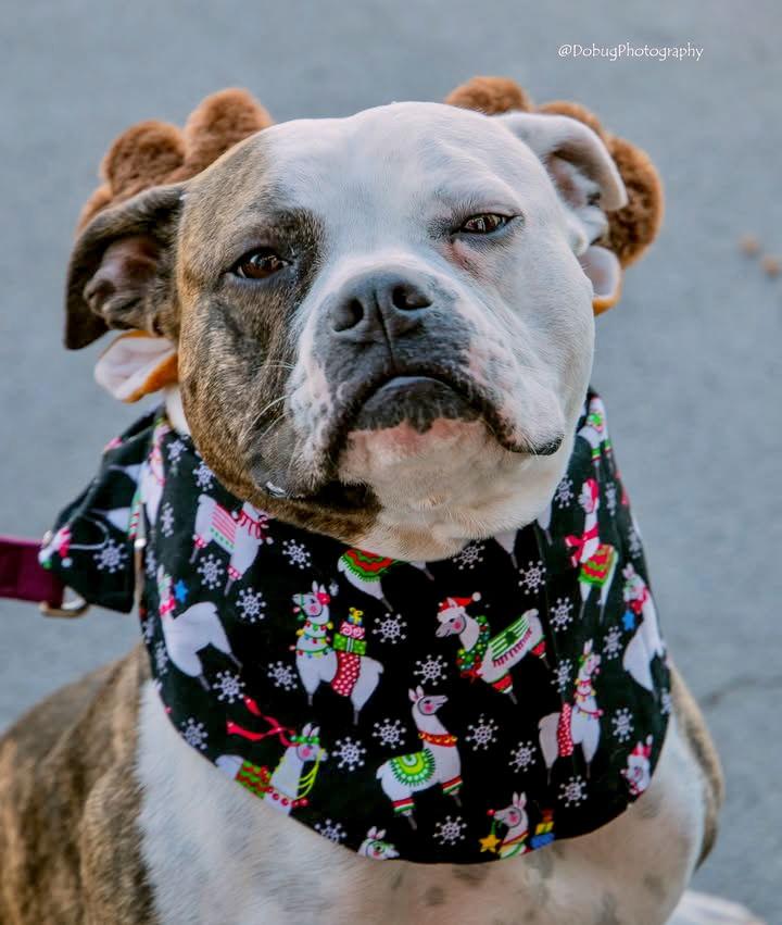 Dalilah, a Adoptable mixed breed in GILBERTS, IL image 2/3