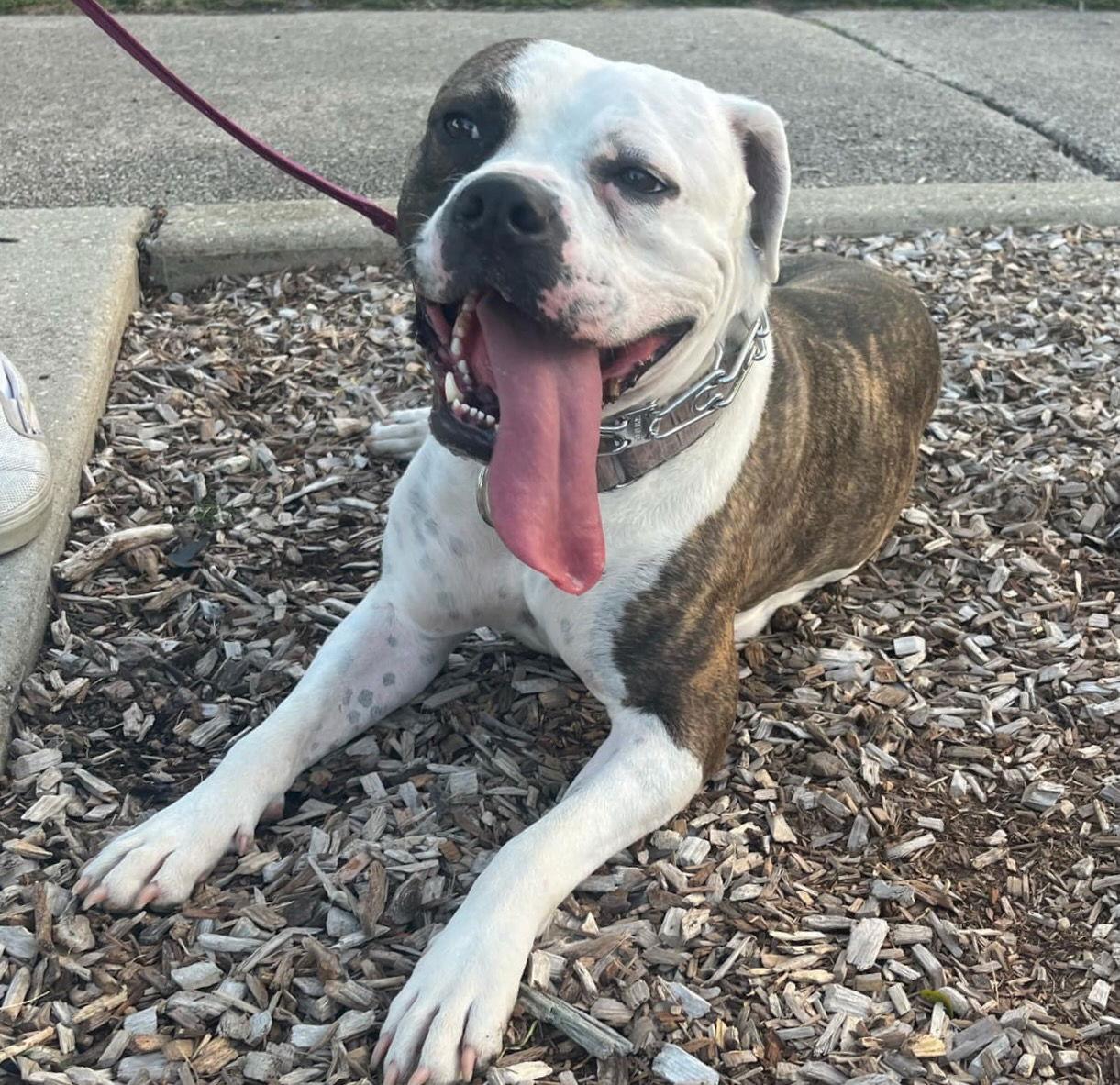 Dalilah, a Adoptable mixed breed in GILBERTS, IL image 3/3