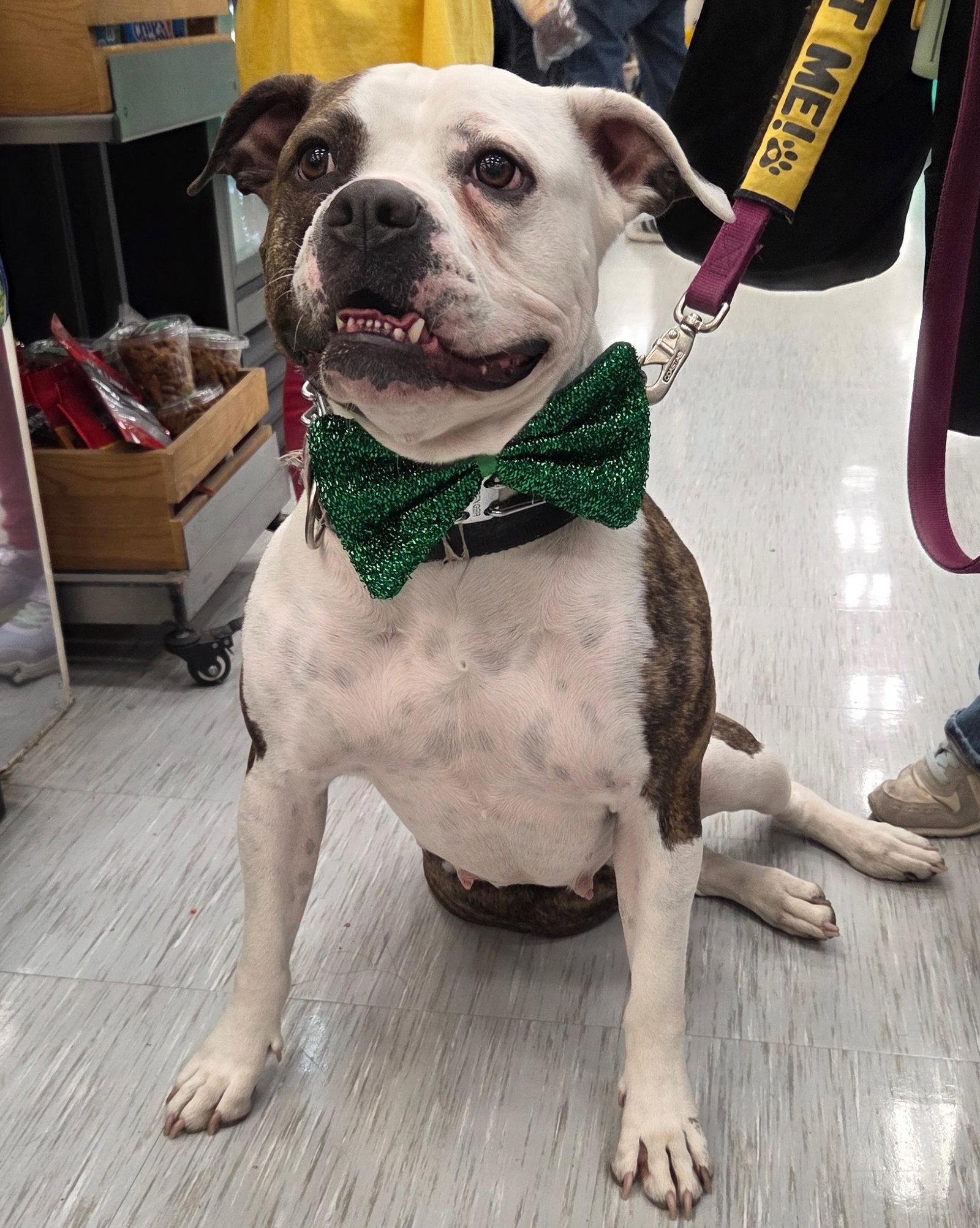 Enlarge Dalilah, a Adoptable mixed breed in GILBERTS, IL image 3/3