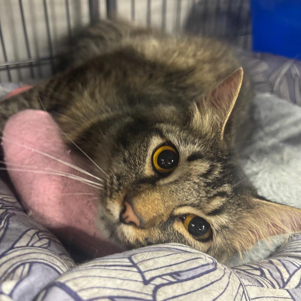 PrimaDonna, Adoptable, Young Female Domestic Long Hair.