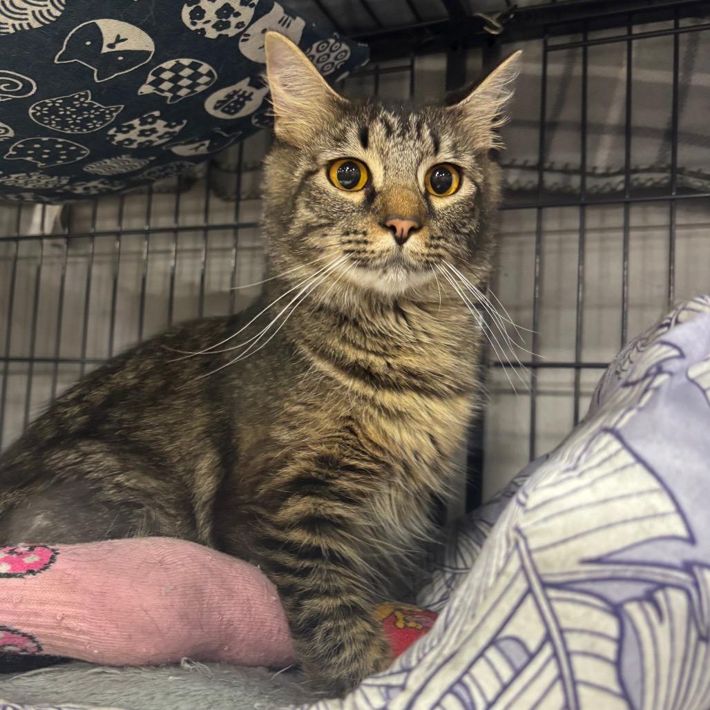 Enlarge PrimaDonna, a Adoptable Domestic Long Hair in Woodbury, NJ image 2/2