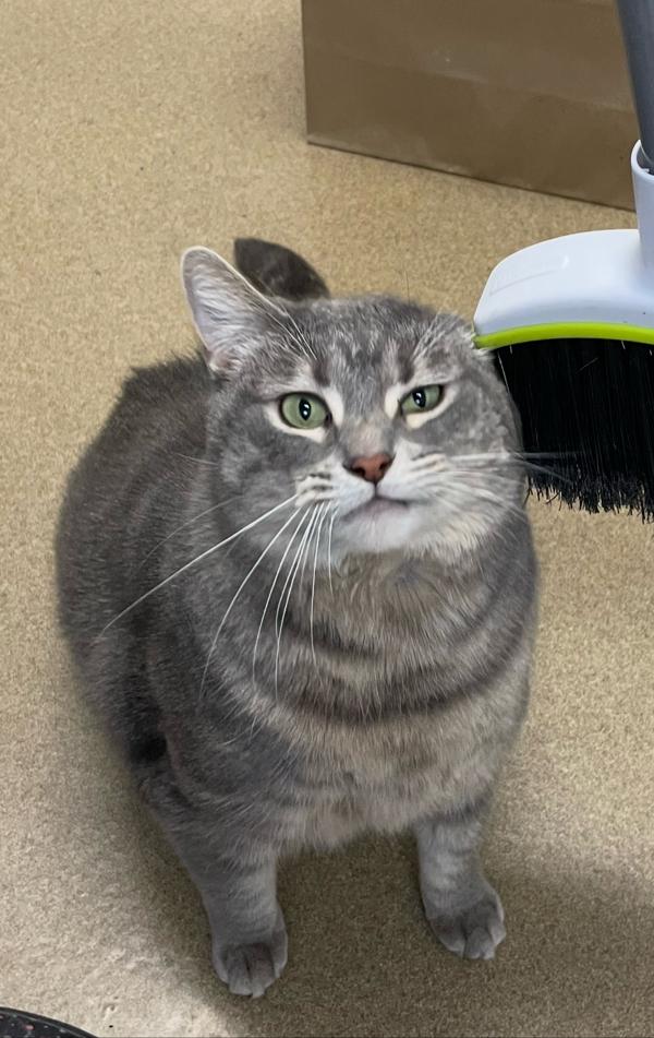 Olivia, Adoptable, Adult Female Domestic Short Hair.