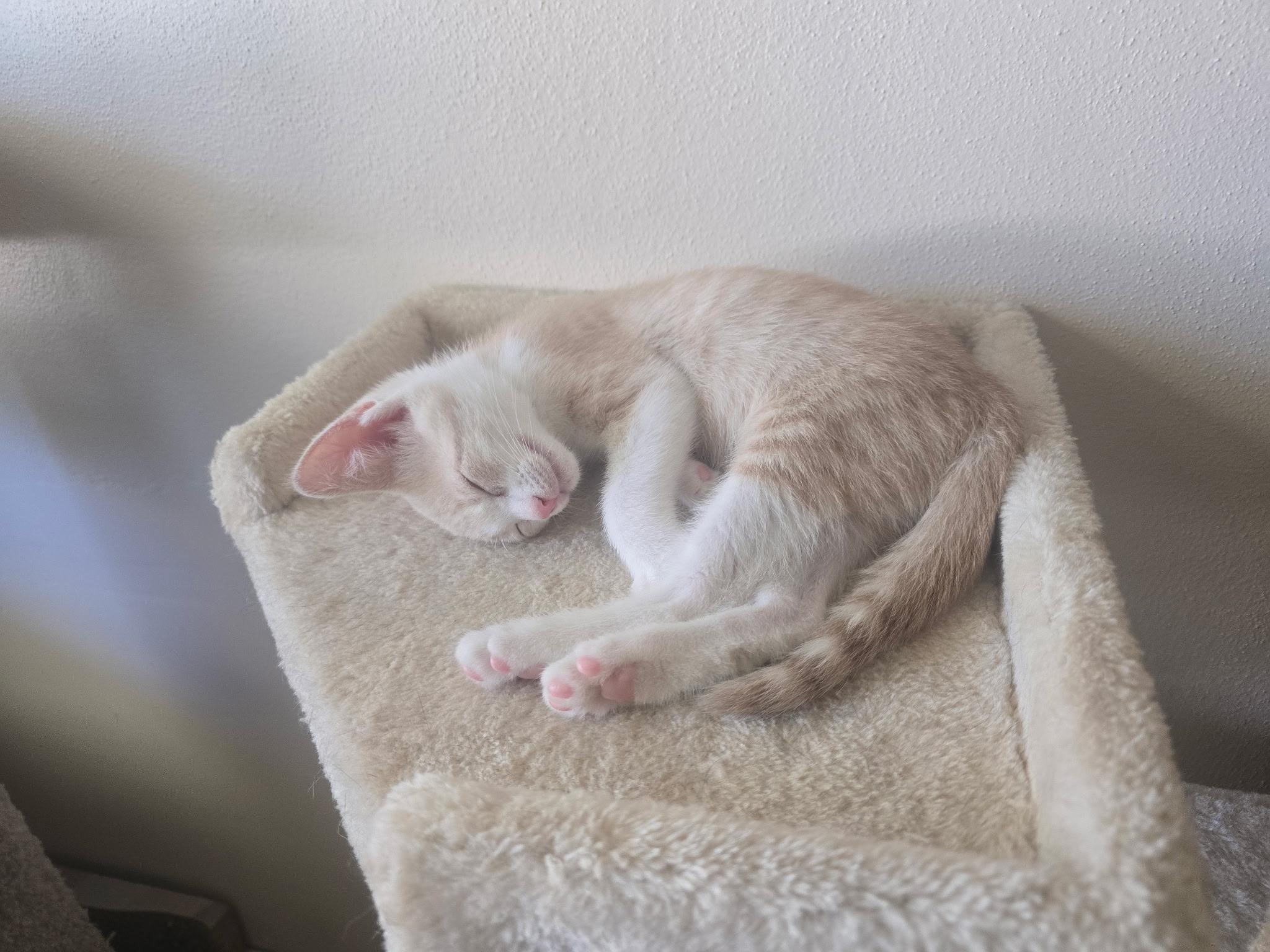 Remy, Adoptable, Kitten Male Domestic Short Hair.