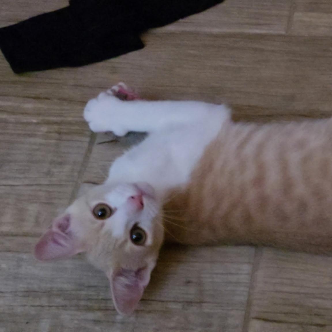 Remy, a Adoptable Domestic Short Hair in Windham, NH image 2/6