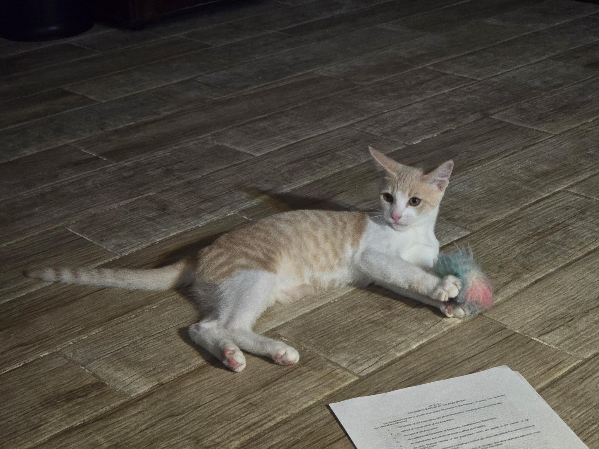 Remy, a Adoptable Domestic Short Hair in Windham, NH image 6/6