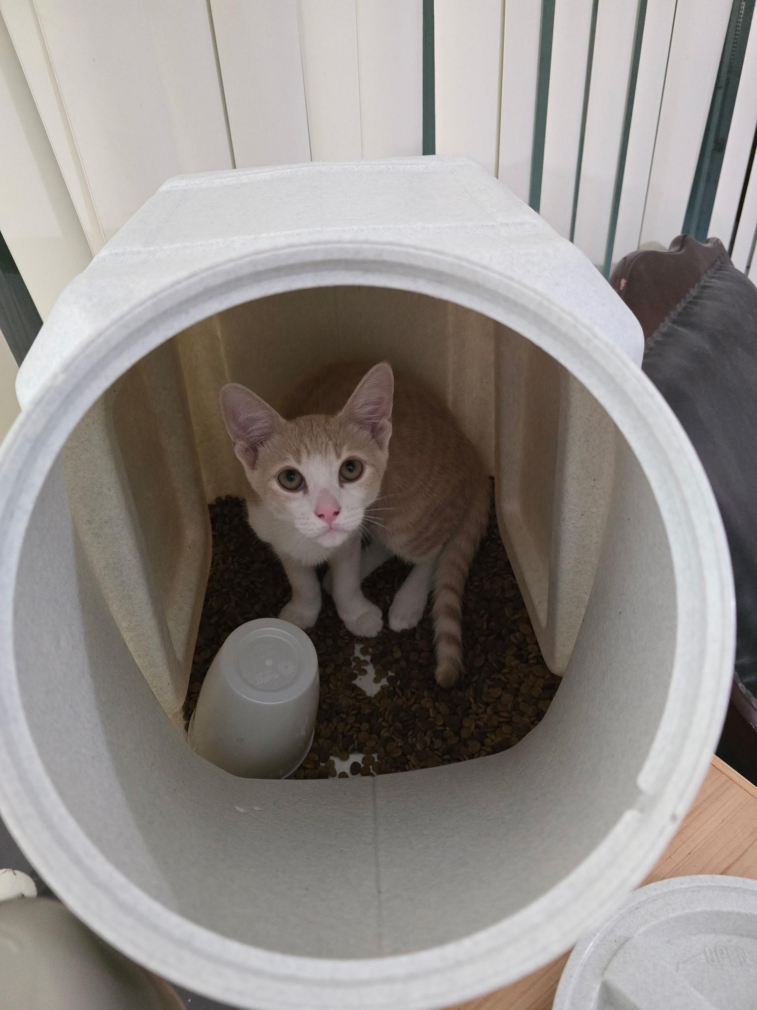 Remy, a Adoptable Domestic Short Hair in Windham, NH image 3/6