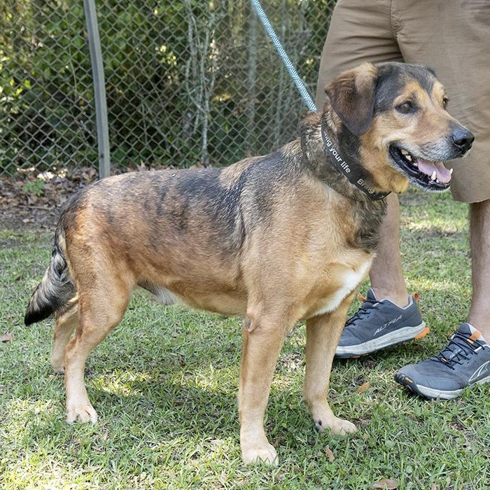 Enlarge JJ, a ADOPTABLE Hound in Slidell, LA image 2/3